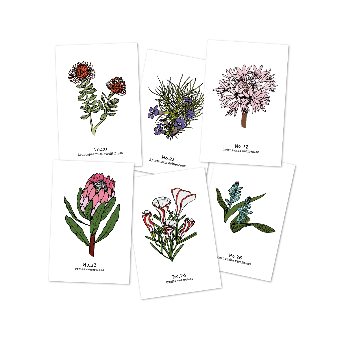 Flora of the Western Cape (20-25) - 2021 Postcard Set of 6