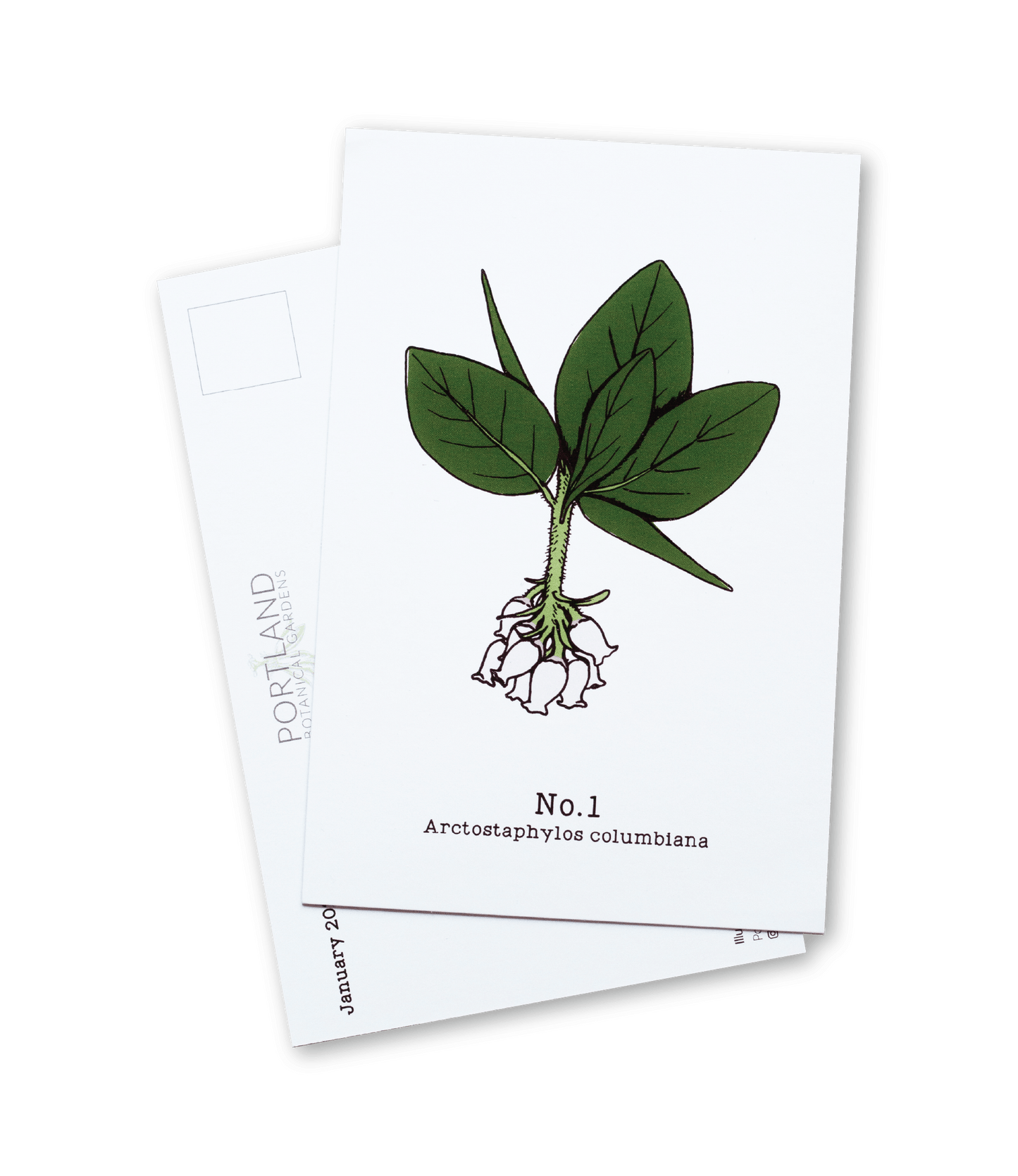 No. 1 - Arctostaphylos columbiana - Postcard Set of 10