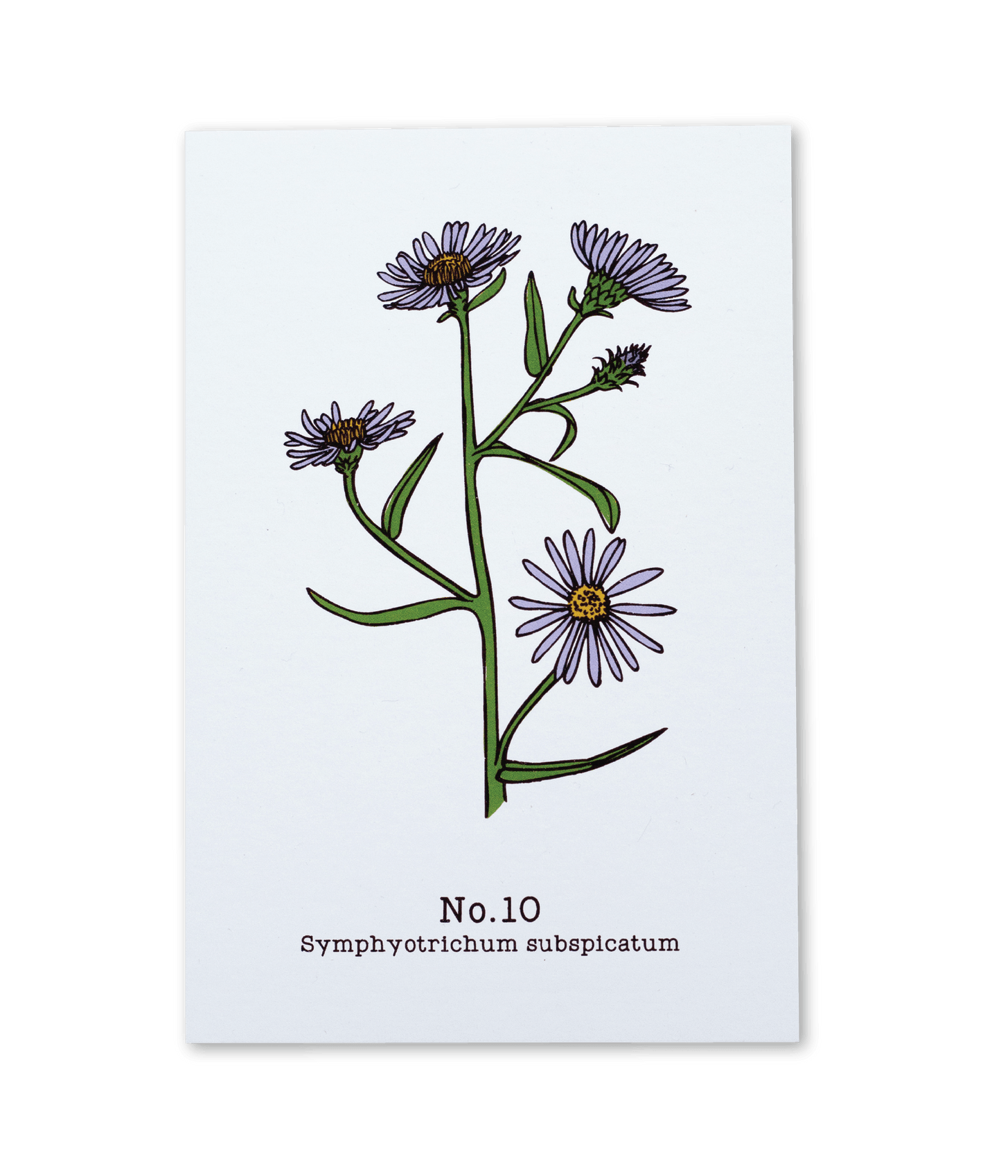 No. 10 - Symphyotrichum subspicatum - Postcard Set of 10