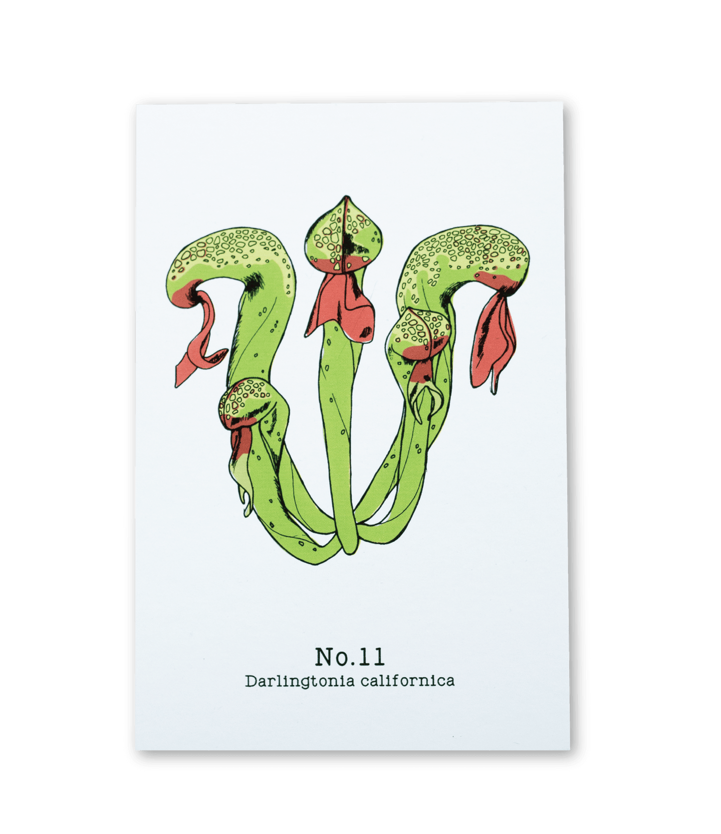 No. 11 - Darlingtonia californica - Postcard Set of 10