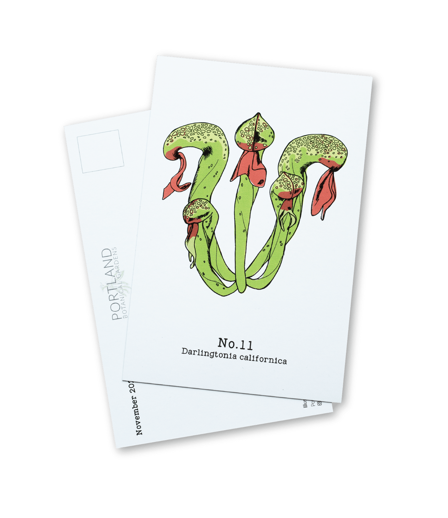 No. 11 - Darlingtonia californica - Postcard Set of 10