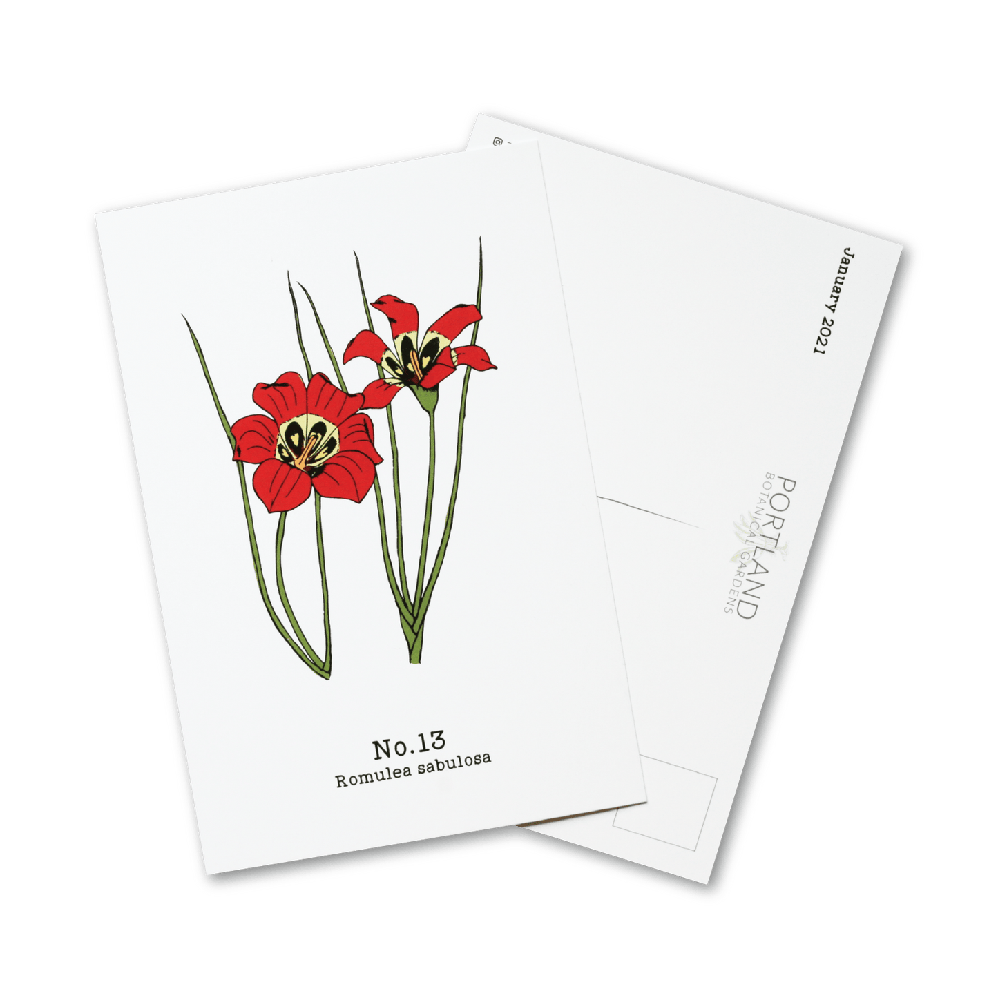 No. 13 - Romulea sabulosa - Postcard Set of 10