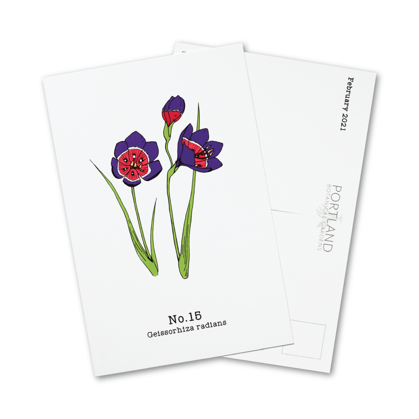 No. 15 - Geissorhiza radians - Postcard Set of 10