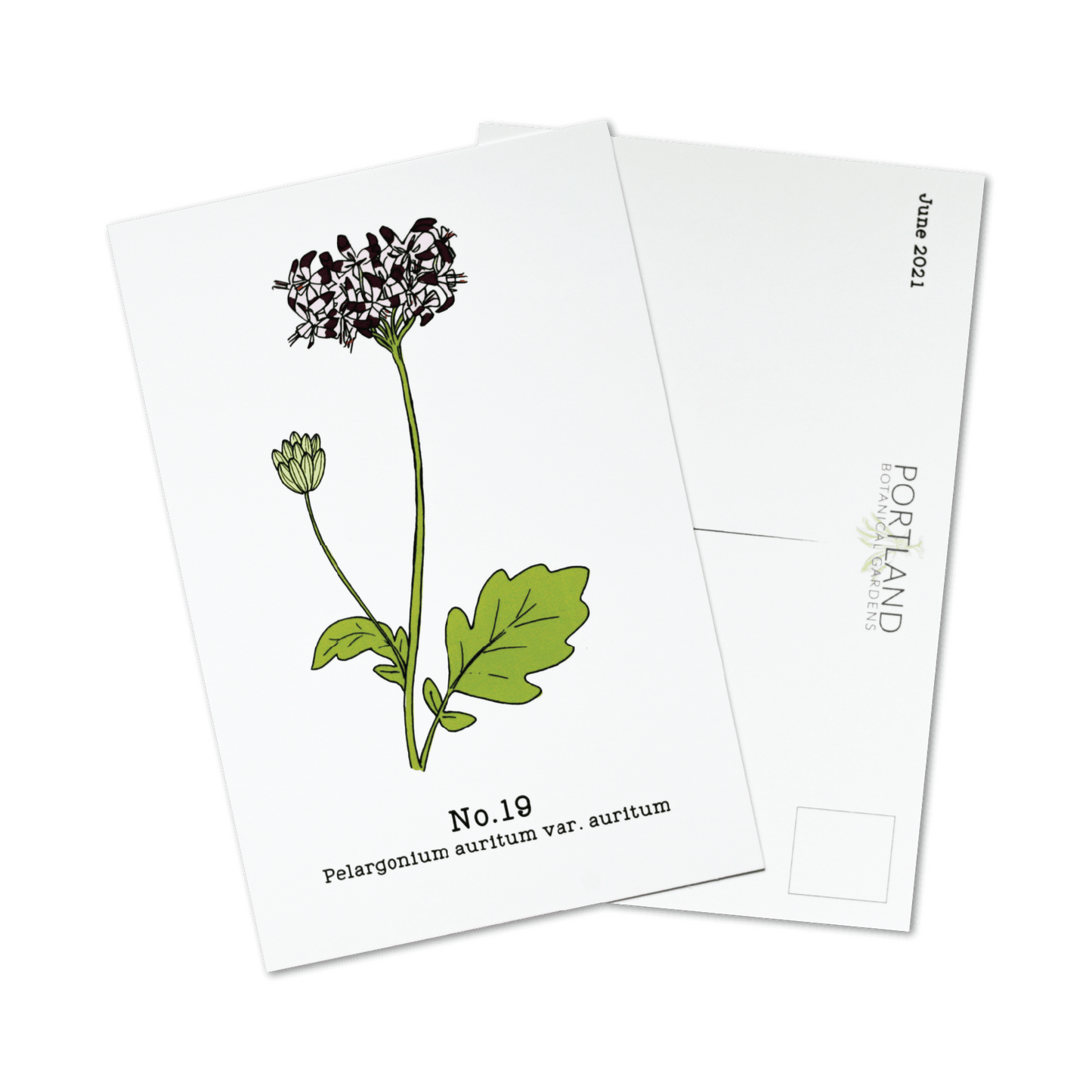 No. 19 - Pelargonium auritum var. auritum - Postcard Set of 10