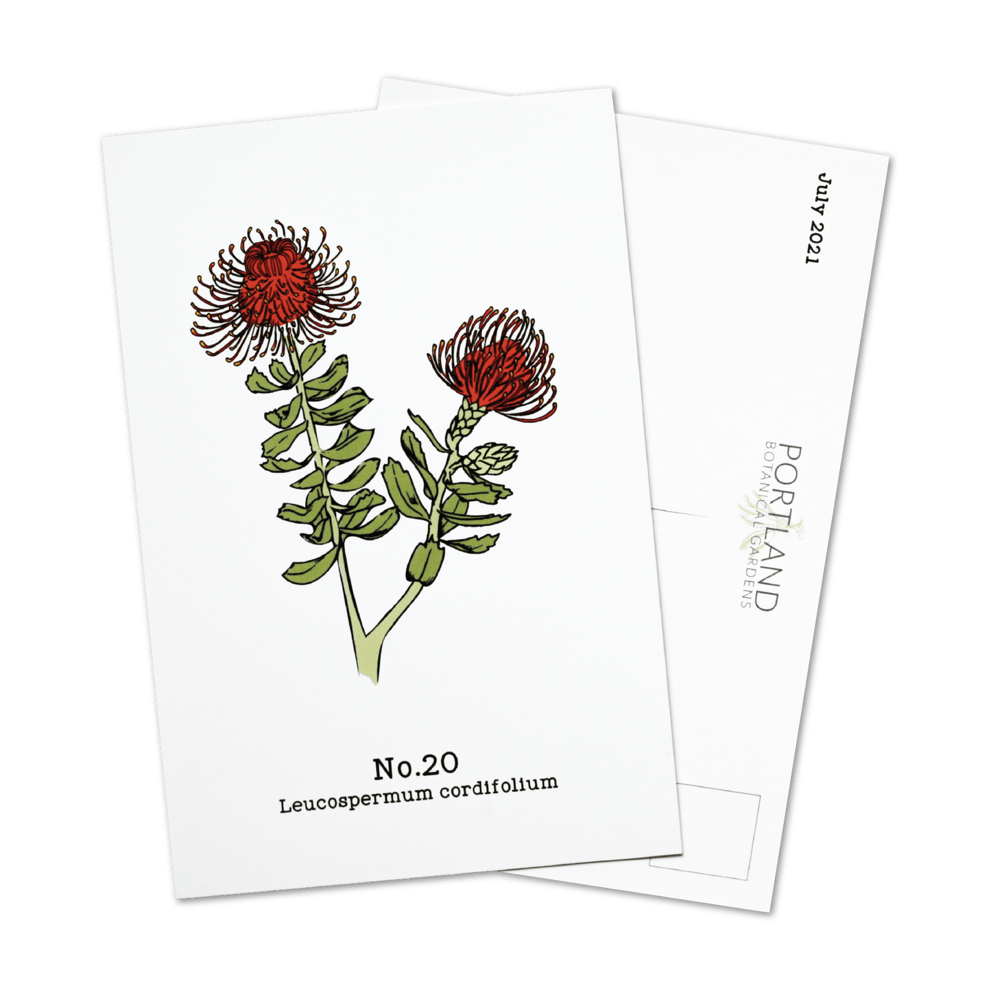 Flora of the Western Cape (20-25) - 2021 Postcard Set of 6
