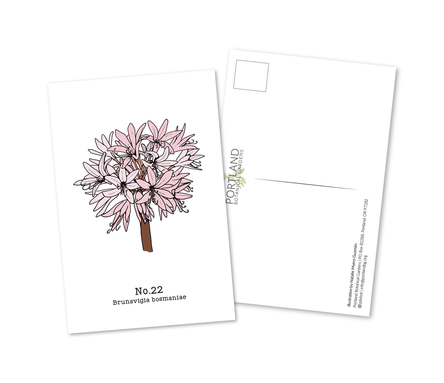 Flora of the Western Cape (20-25) - 2021 Postcard Set of 6
