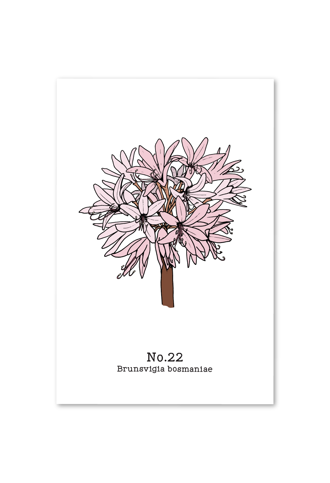 No. 22 - Brunsvigia bosmaniae - Postcard Set of 10