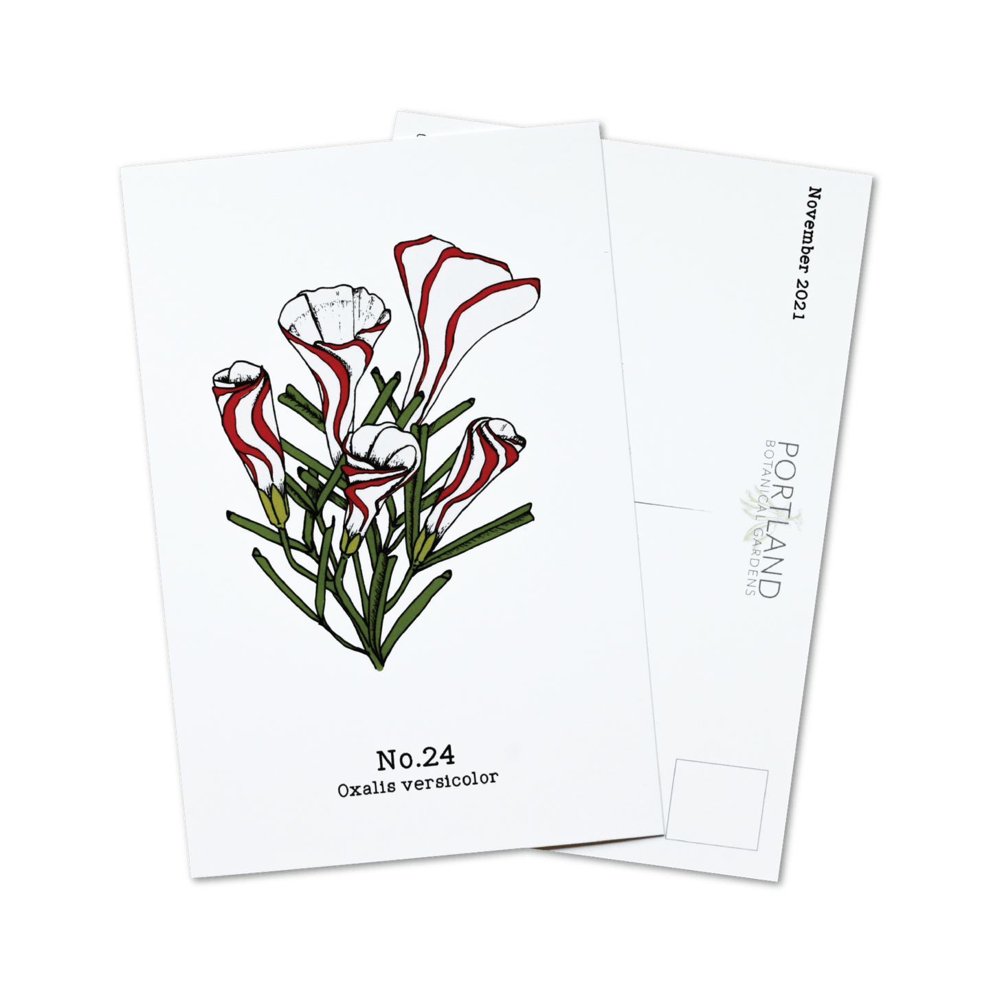 No. 24 - Oxalis versicolor - Postcard Set of 10