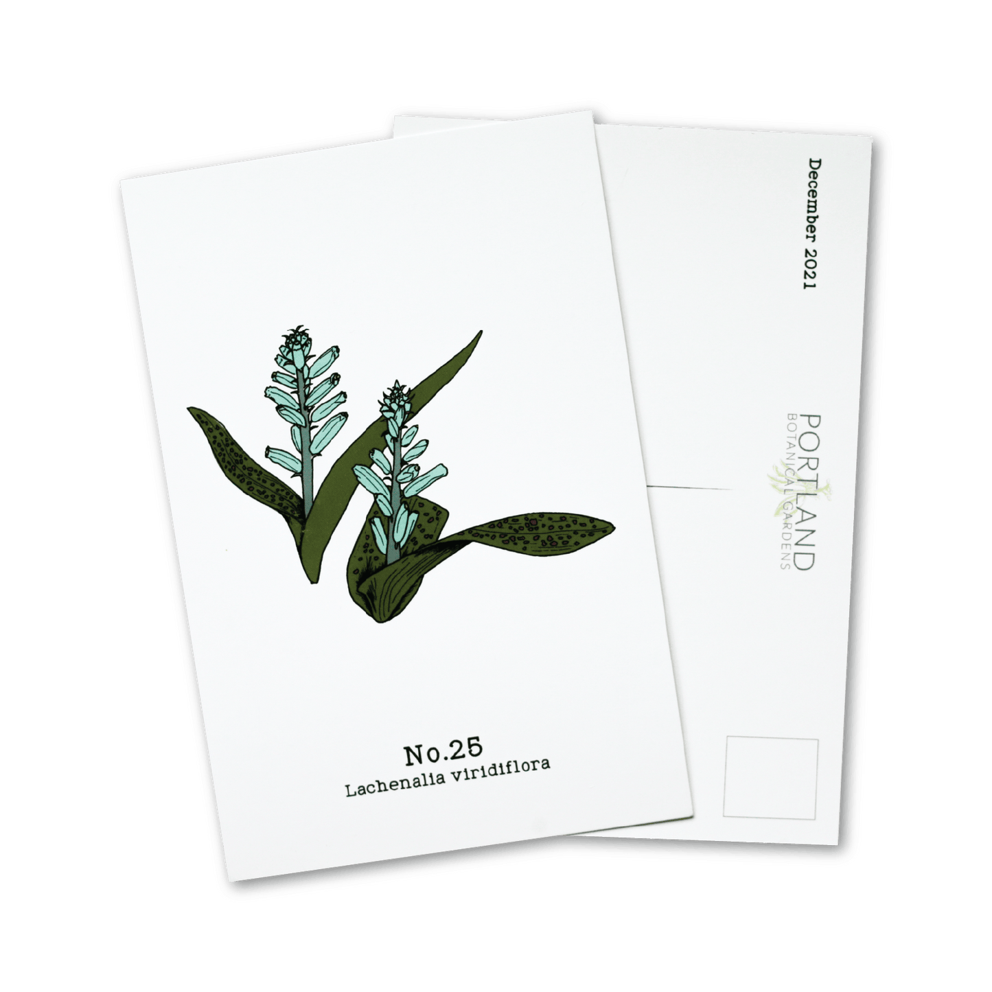 Flora of the Western Cape (20-25) - 2021 Postcard Set of 6