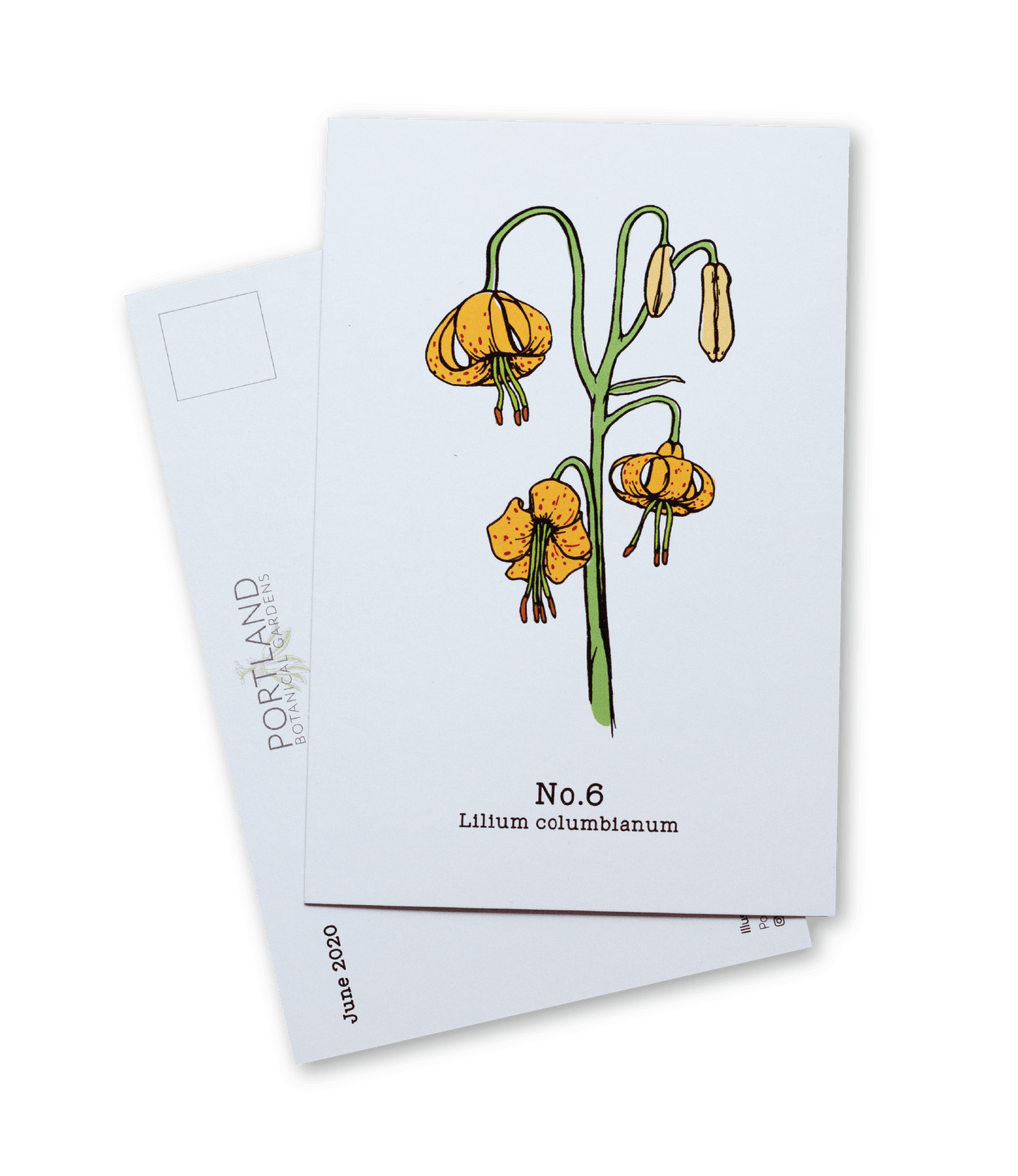 No. 6 - Lilium columbianum - Postcard Set of 10