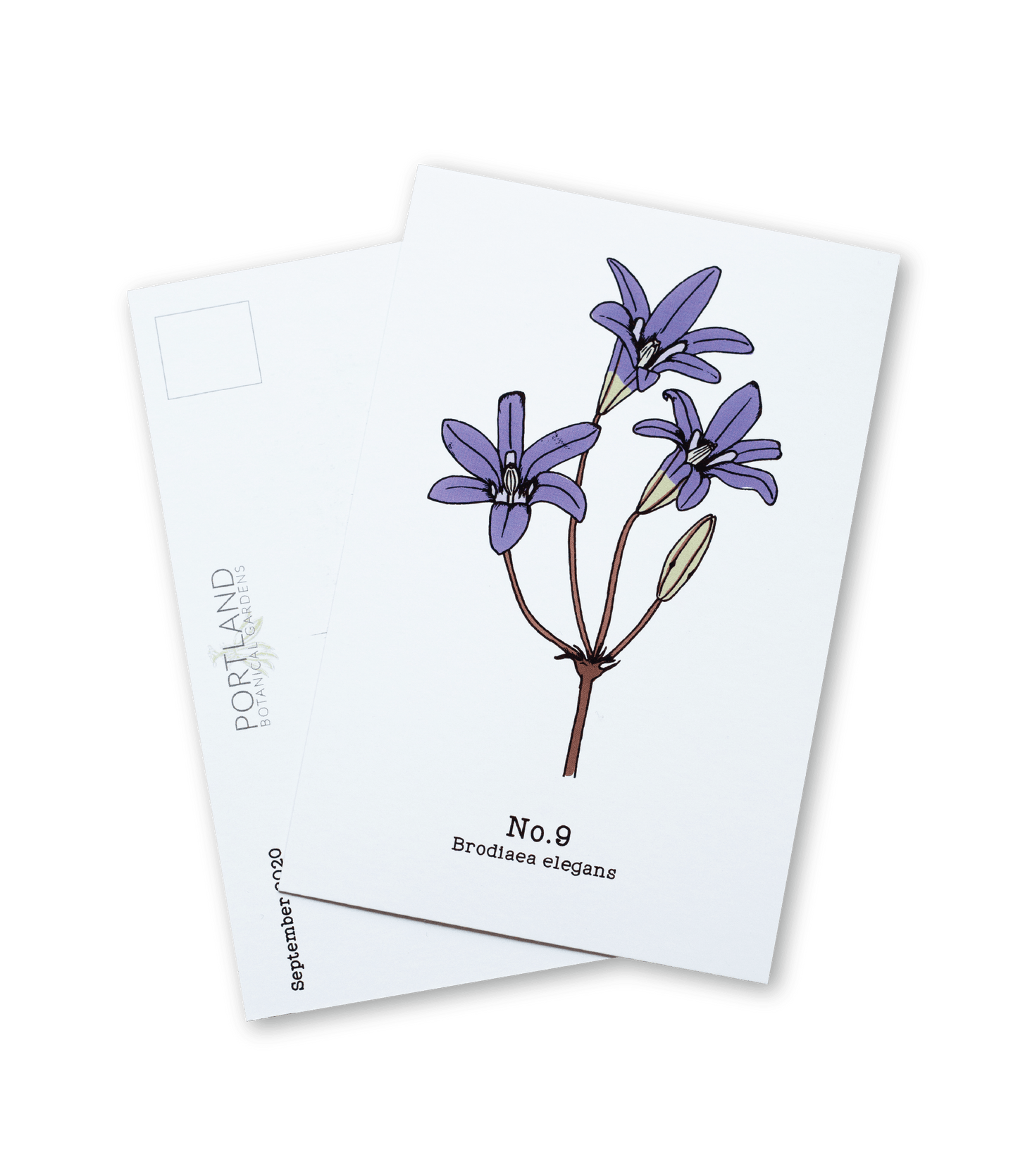 No. 9 - Brodiaea elegans - Postcard Set of 10