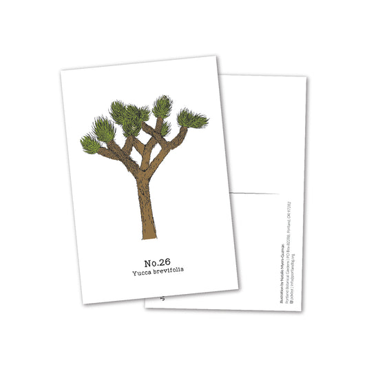 No. 26 - Yucca brevifolia - Postcard Set of 10