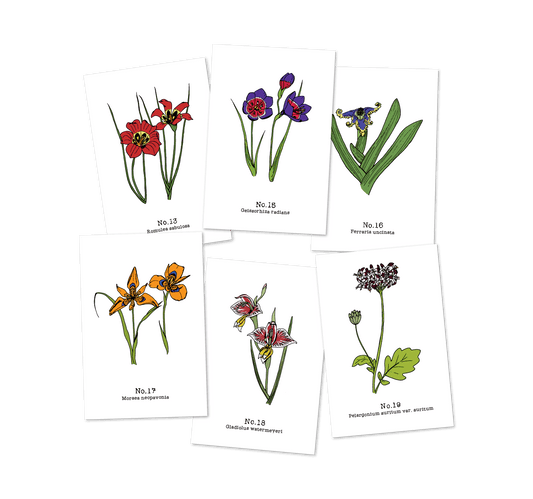 Flora of the Western Cape (13-19) - 2021 Postcard Set of 6