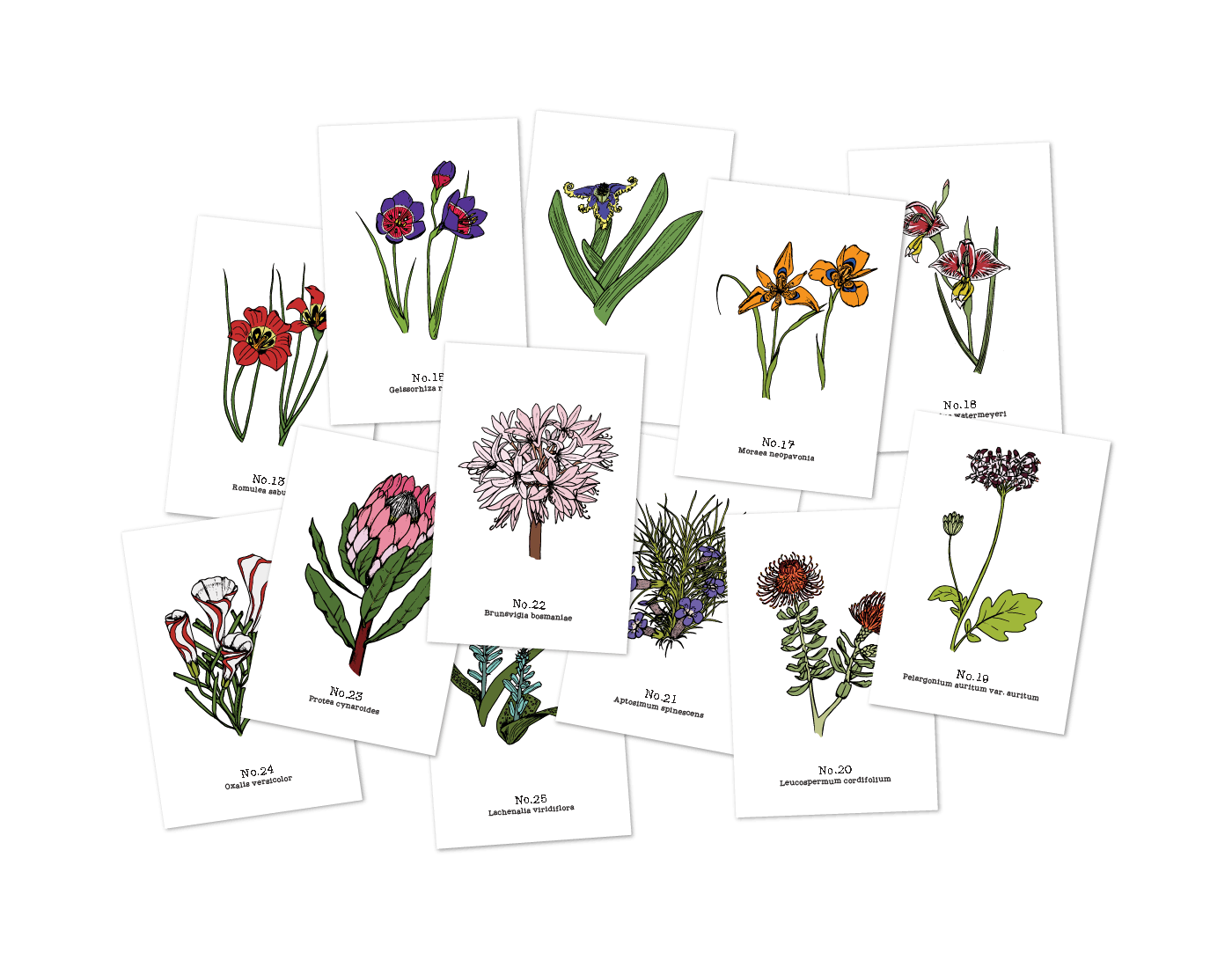 Flora of the Western Cape - 2021 Complete Postcard Set