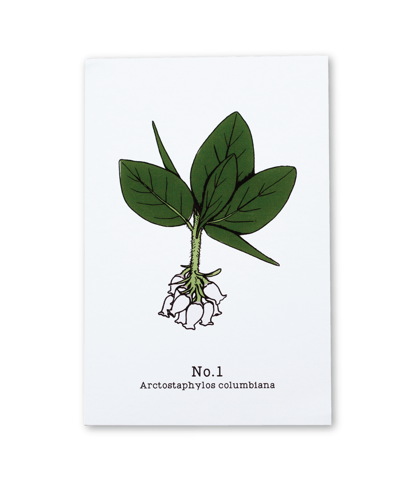 No. 1 - Arctostaphylos columbiana - Postcard Set of 10