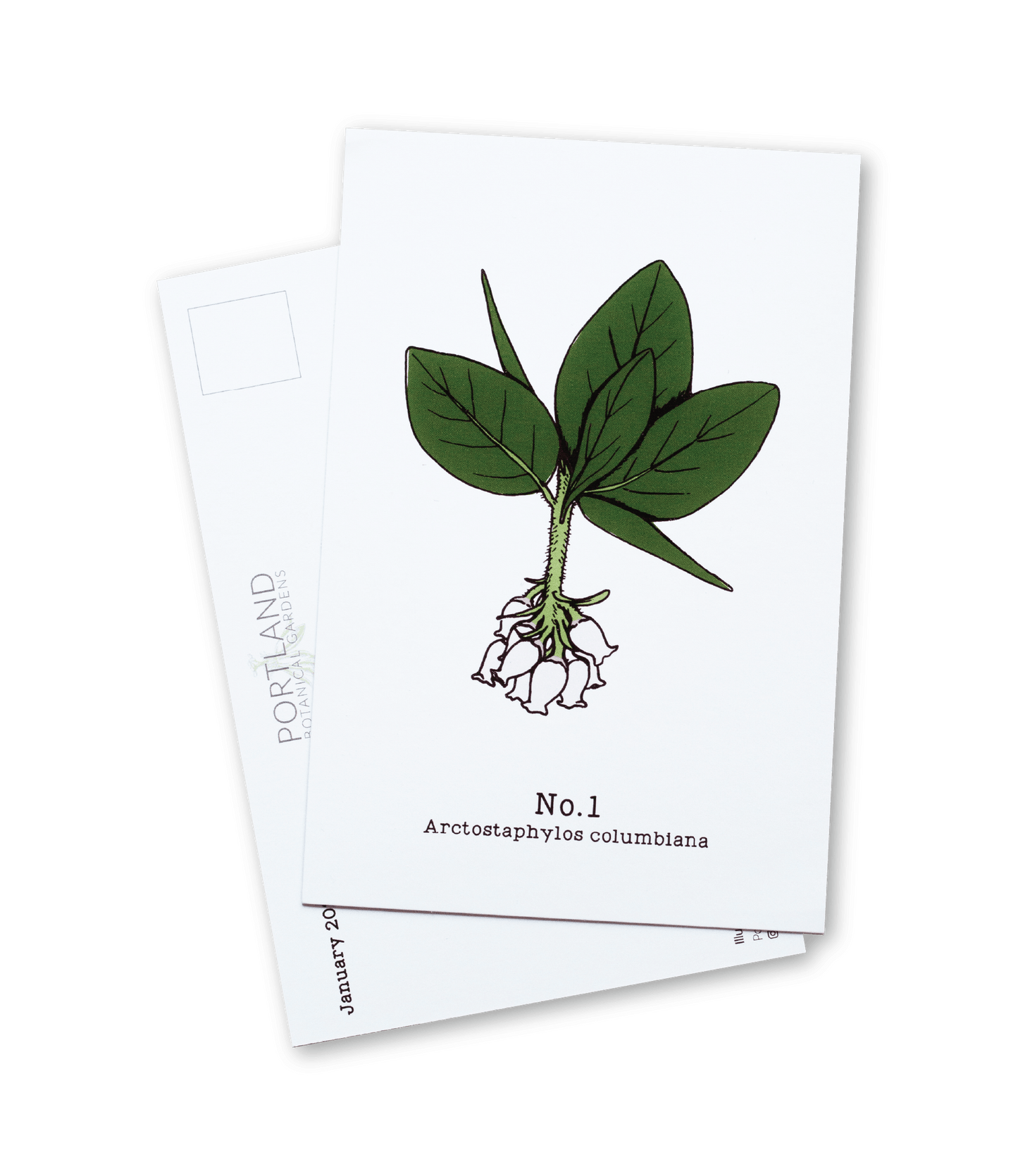 Oregon Native Plants - 2020 Complete Postcard Set