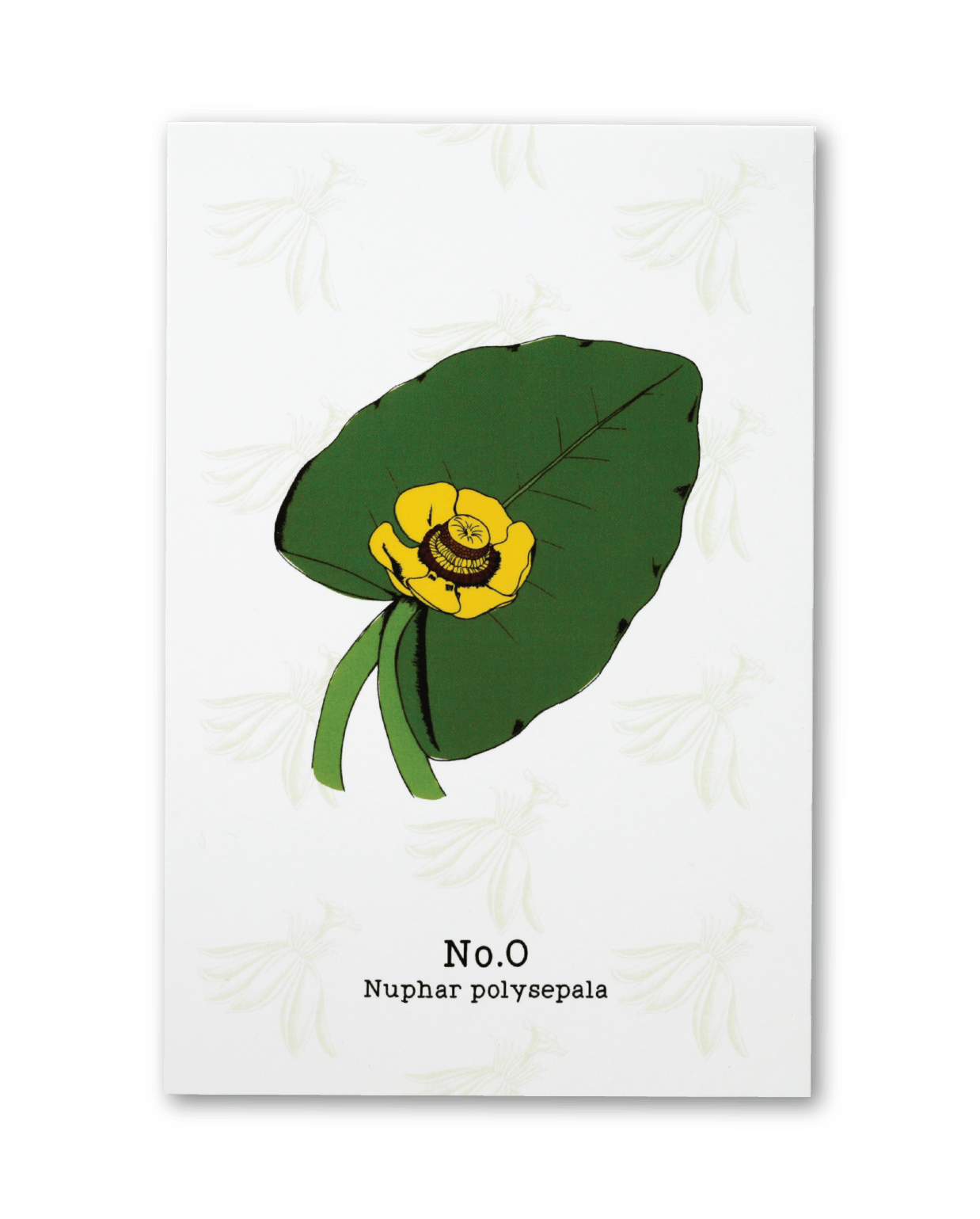 No. 0 - Nuphar polysepala - Postcard Set of 10