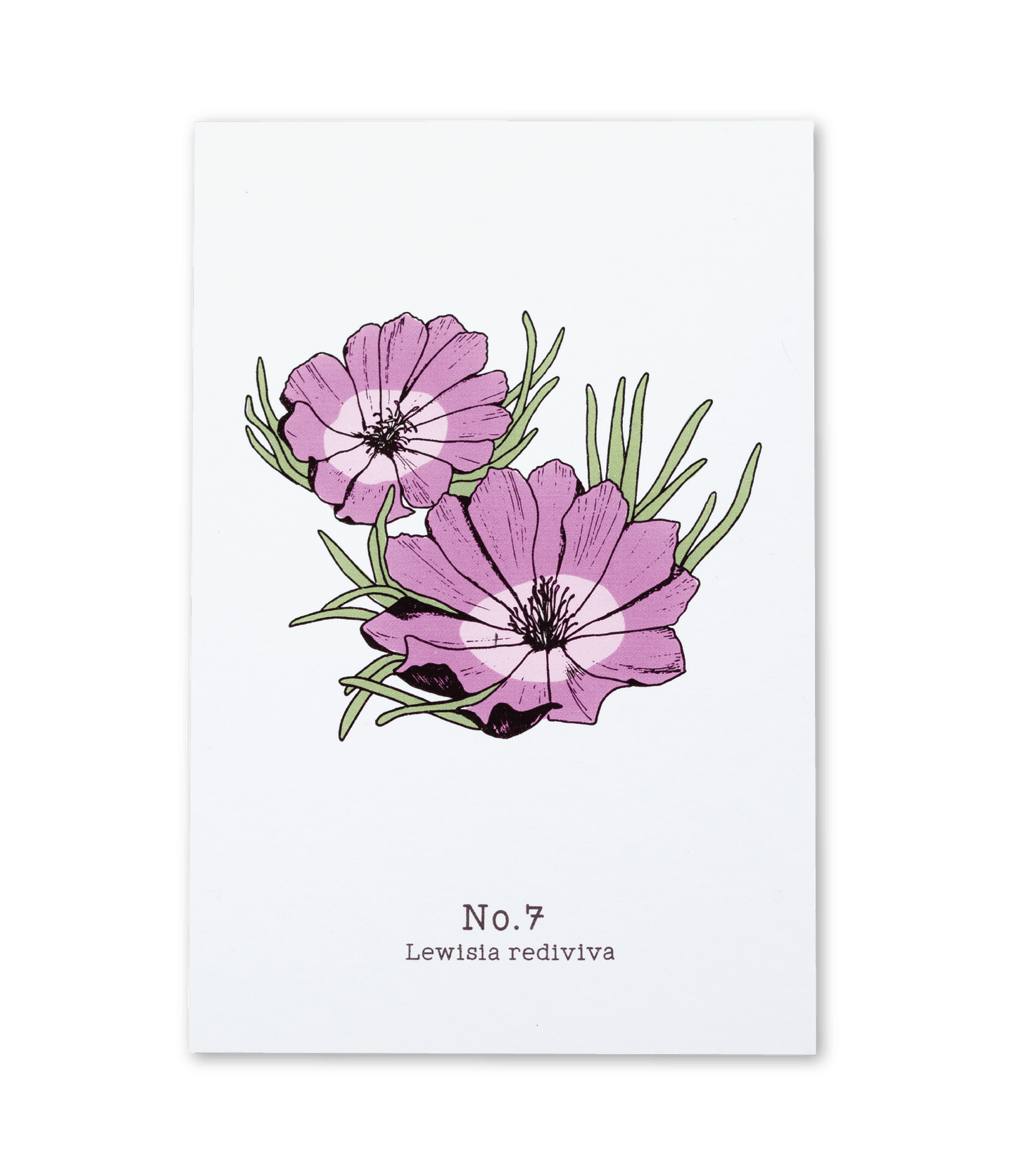 No. 7 - Lewisia rediviva - Postcard Set of 10