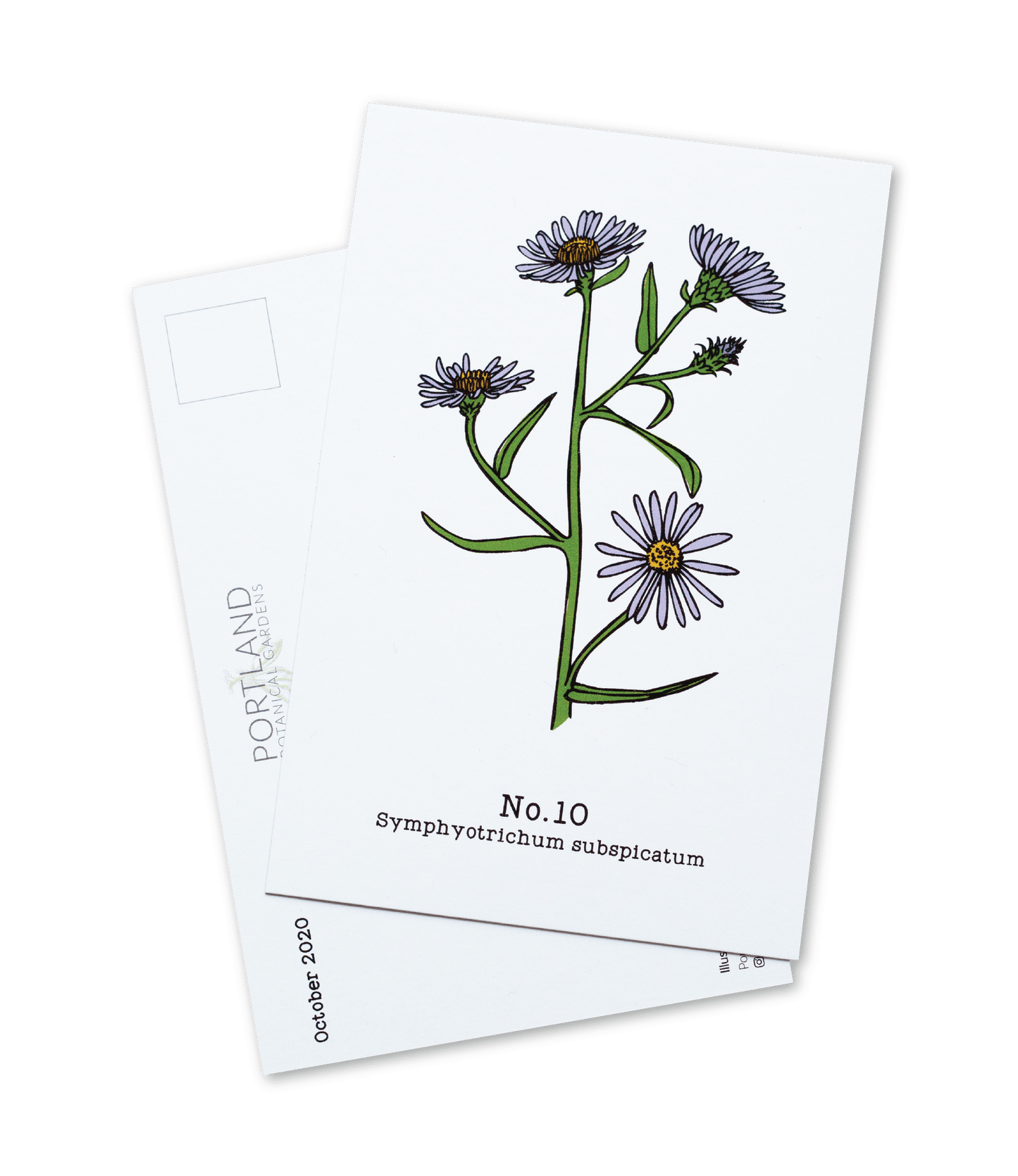 No. 10 - Symphyotrichum subspicatum - Postcard Set of 10
