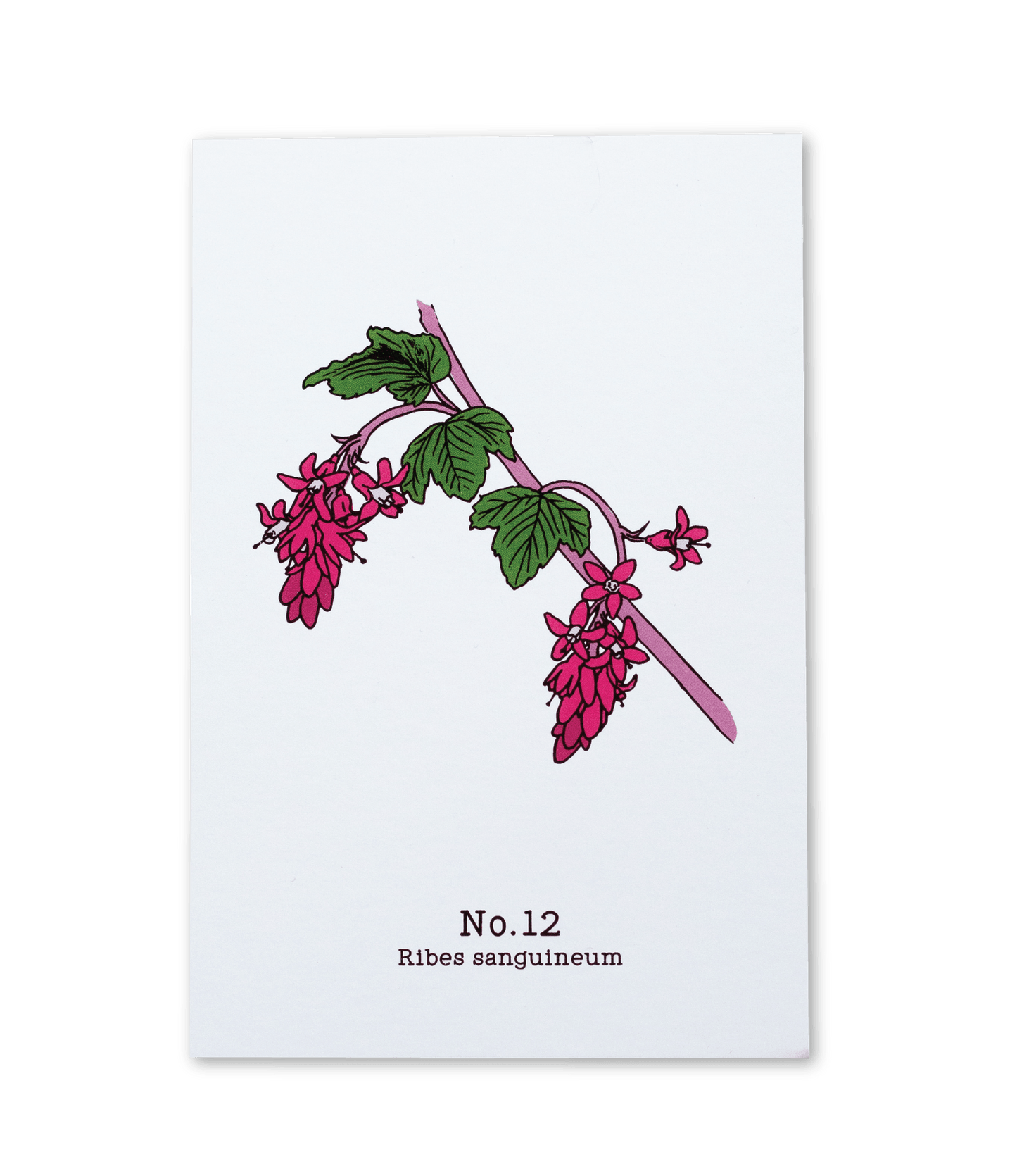 No. 12 - Ribes sanguineum - Postcard Set of 10