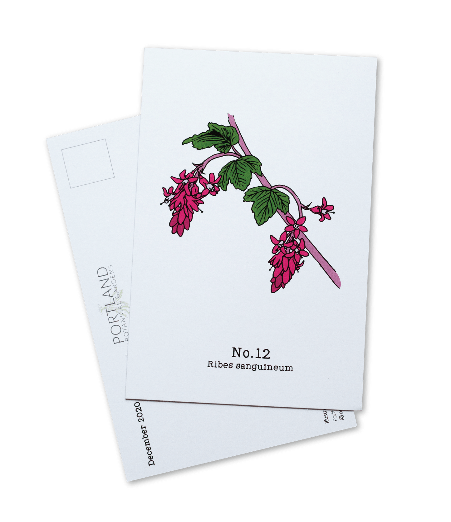 No. 12 - Ribes sanguineum - Postcard Set of 10