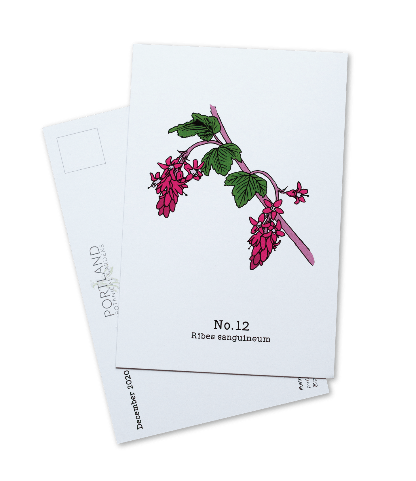 Oregon Native Plants - 2020 Complete Postcard Set