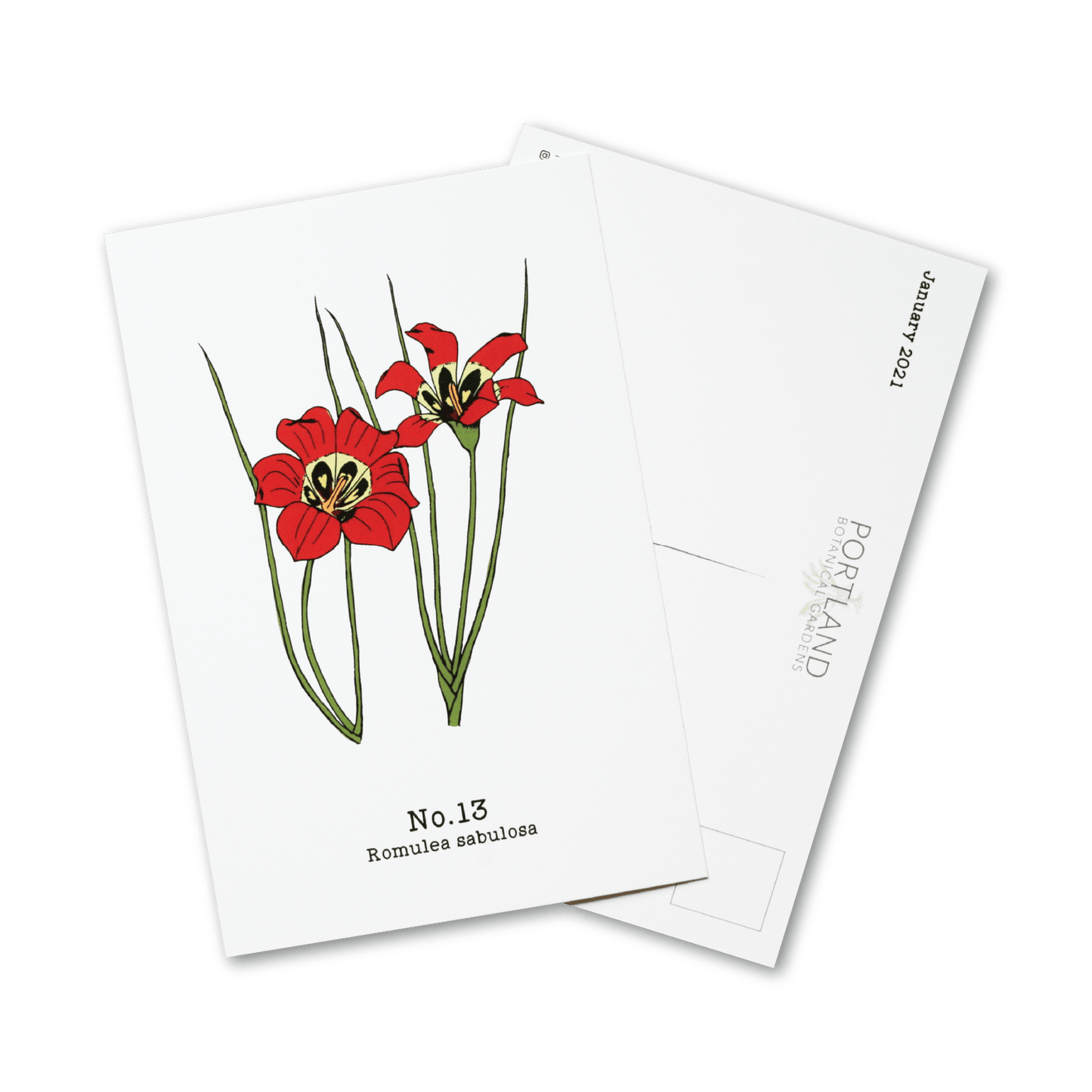 Flora of the Western Cape - 2021 Complete Postcard Set