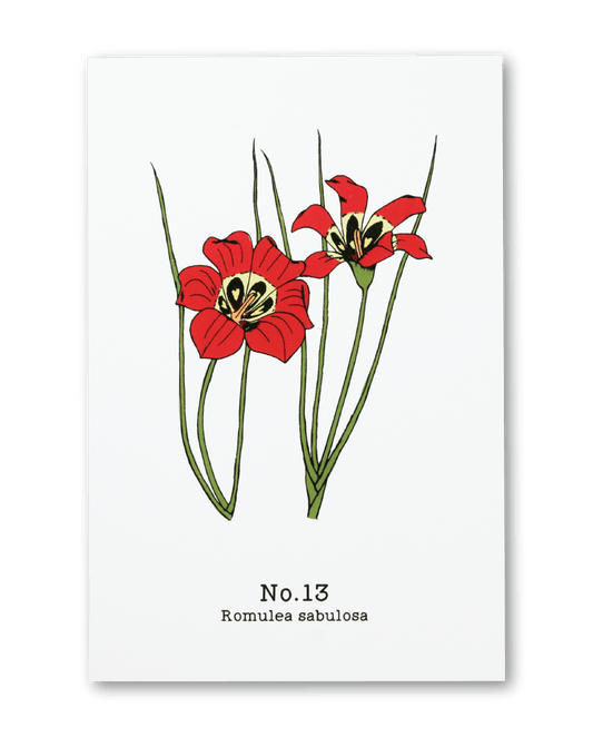 No. 13 - Romulea sabulosa - Postcard Set of 10