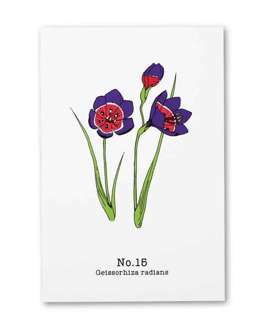 No. 15 - Geissorhiza radians - Postcard Set of 10