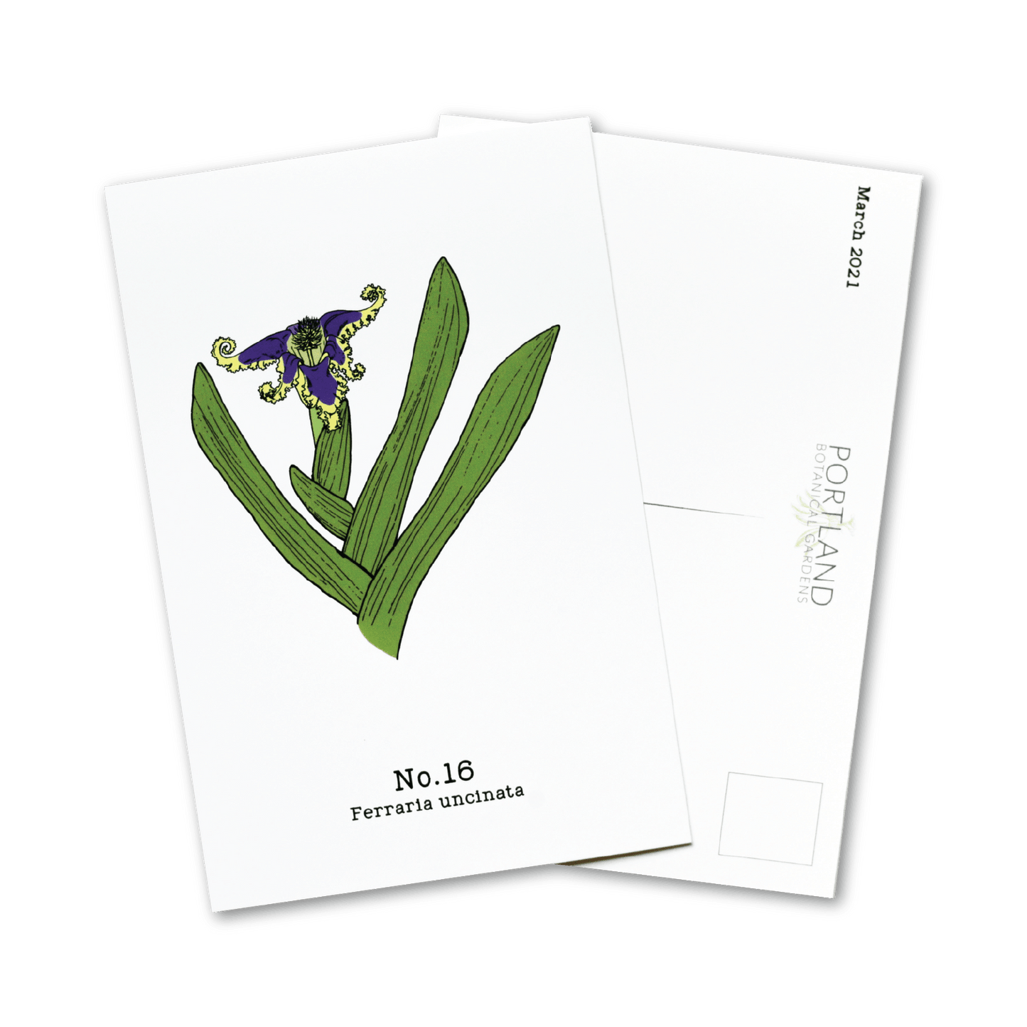 Flora of the Western Cape - 2021 Complete Postcard Set