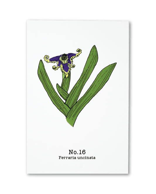No. 16 - Ferraria uncinata - Postcard Set of 10