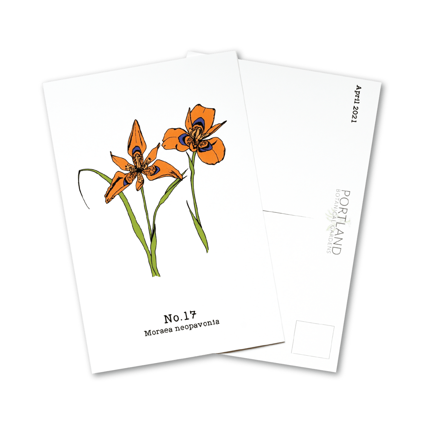 Flora of the Western Cape (13-19) - 2021 Postcard Set of 6