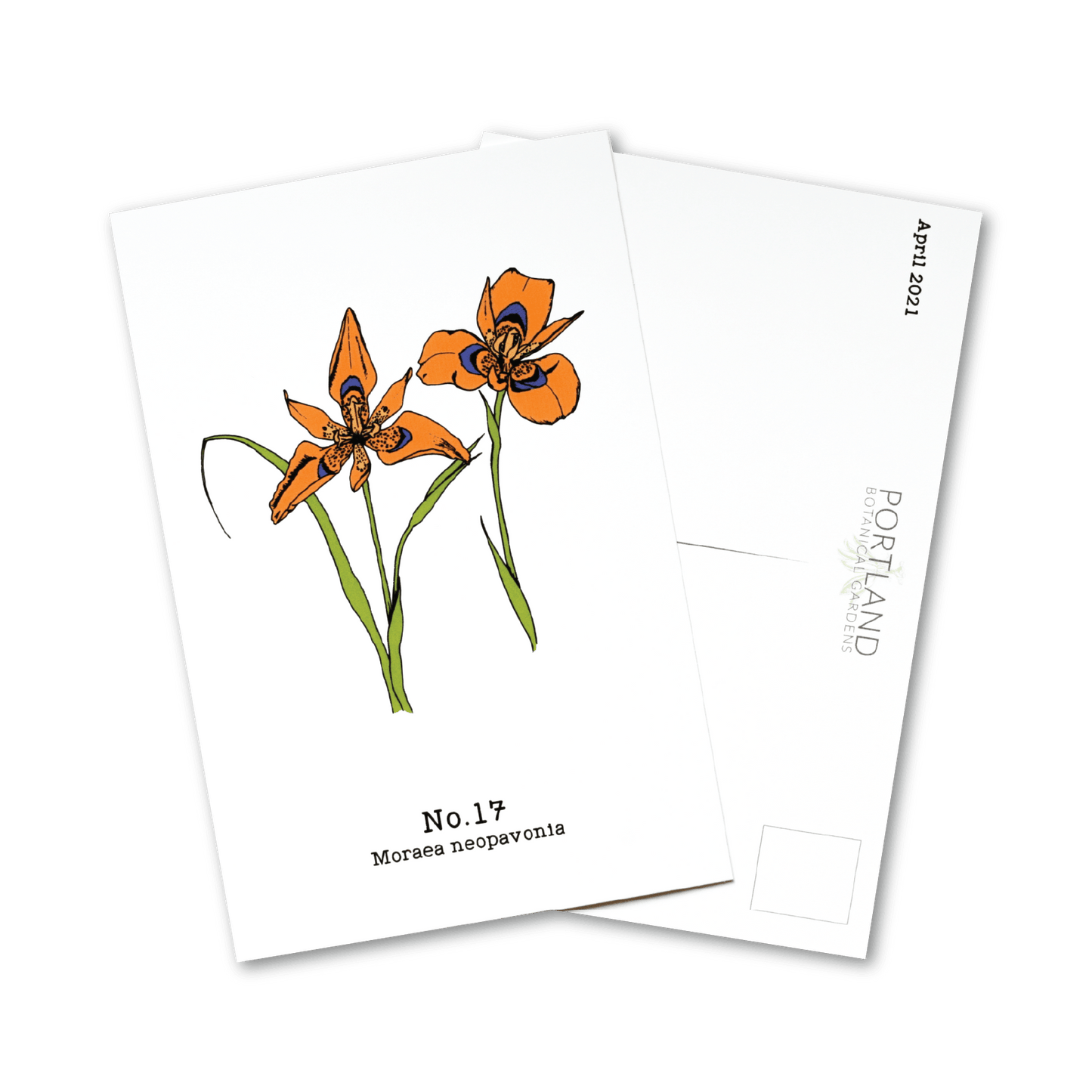 No. 17 - Moraea neopavonia - Postcard Set of 10