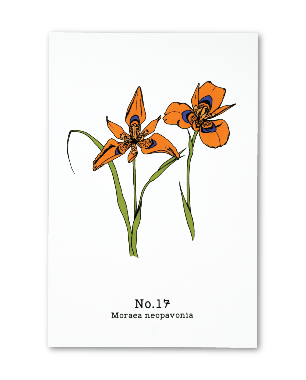 No. 17 - Moraea neopavonia - Postcard Set of 10