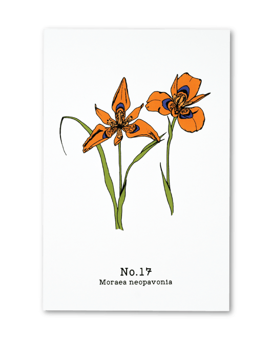 No. 17 - Moraea neopavonia - Postcard Set of 10