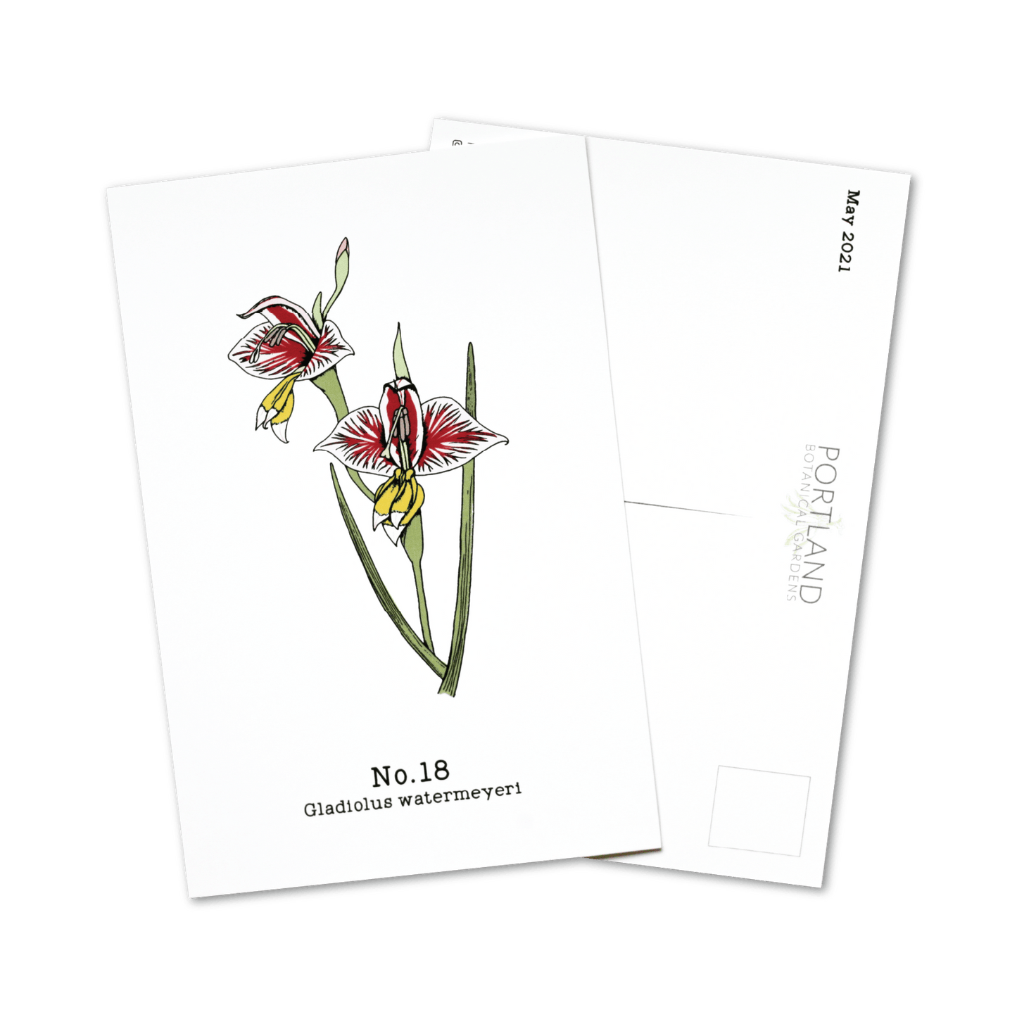 No. 18 - Gladiolus watermeyeri - Postcard Set of 10