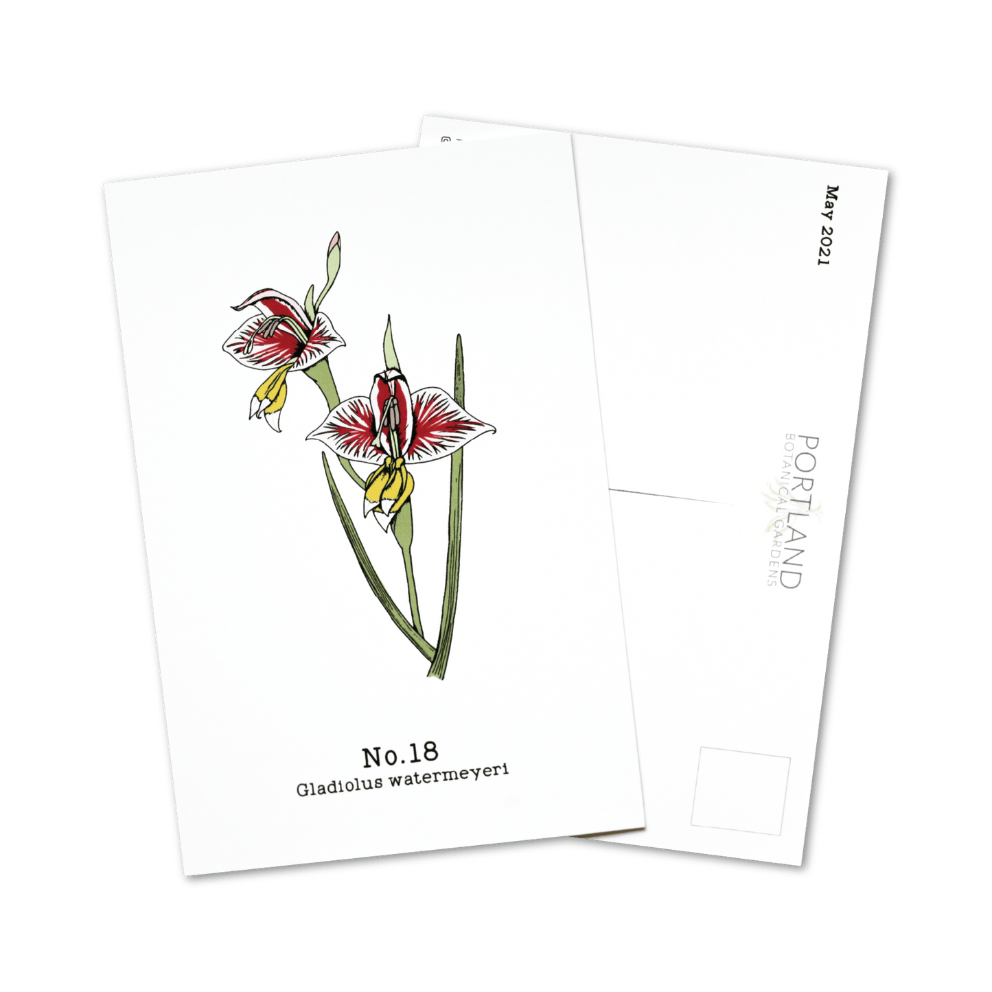 Flora of the Western Cape - 2021 Complete Postcard Set