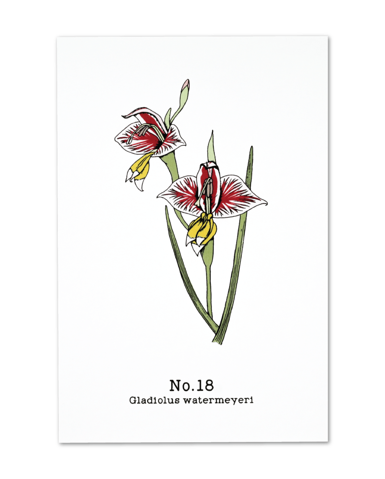 No. 18 - Gladiolus watermeyeri - Postcard Set of 10