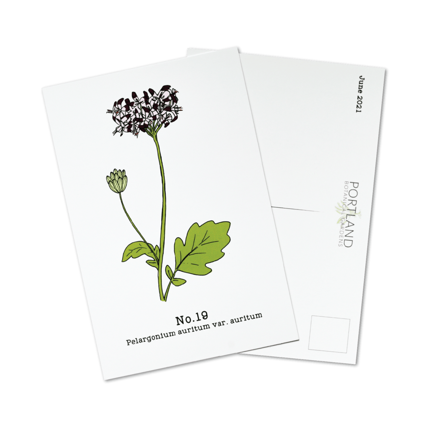 Flora of the Western Cape - 2021 Complete Postcard Set