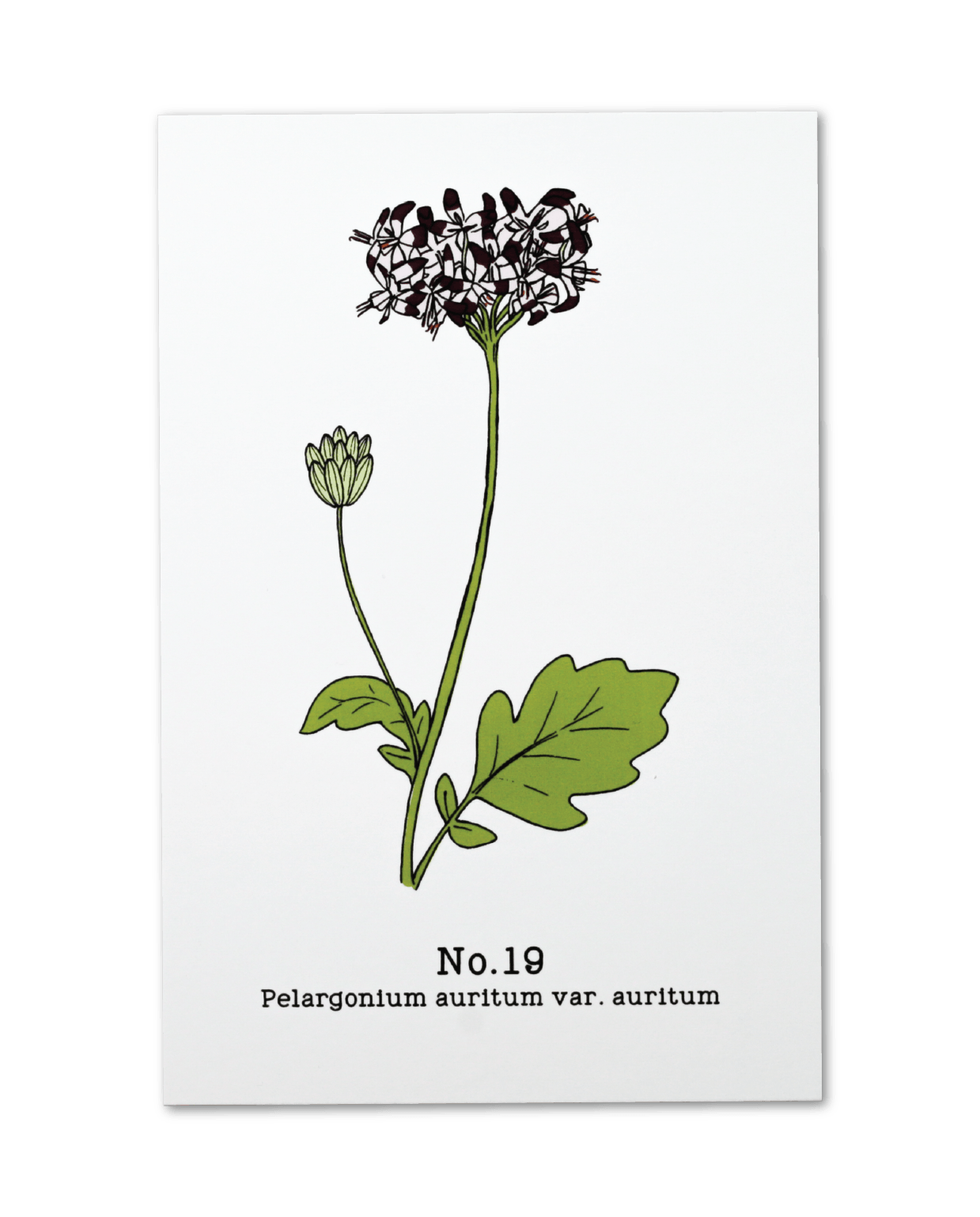 No. 19 - Pelargonium auritum var. auritum - Postcard Set of 10