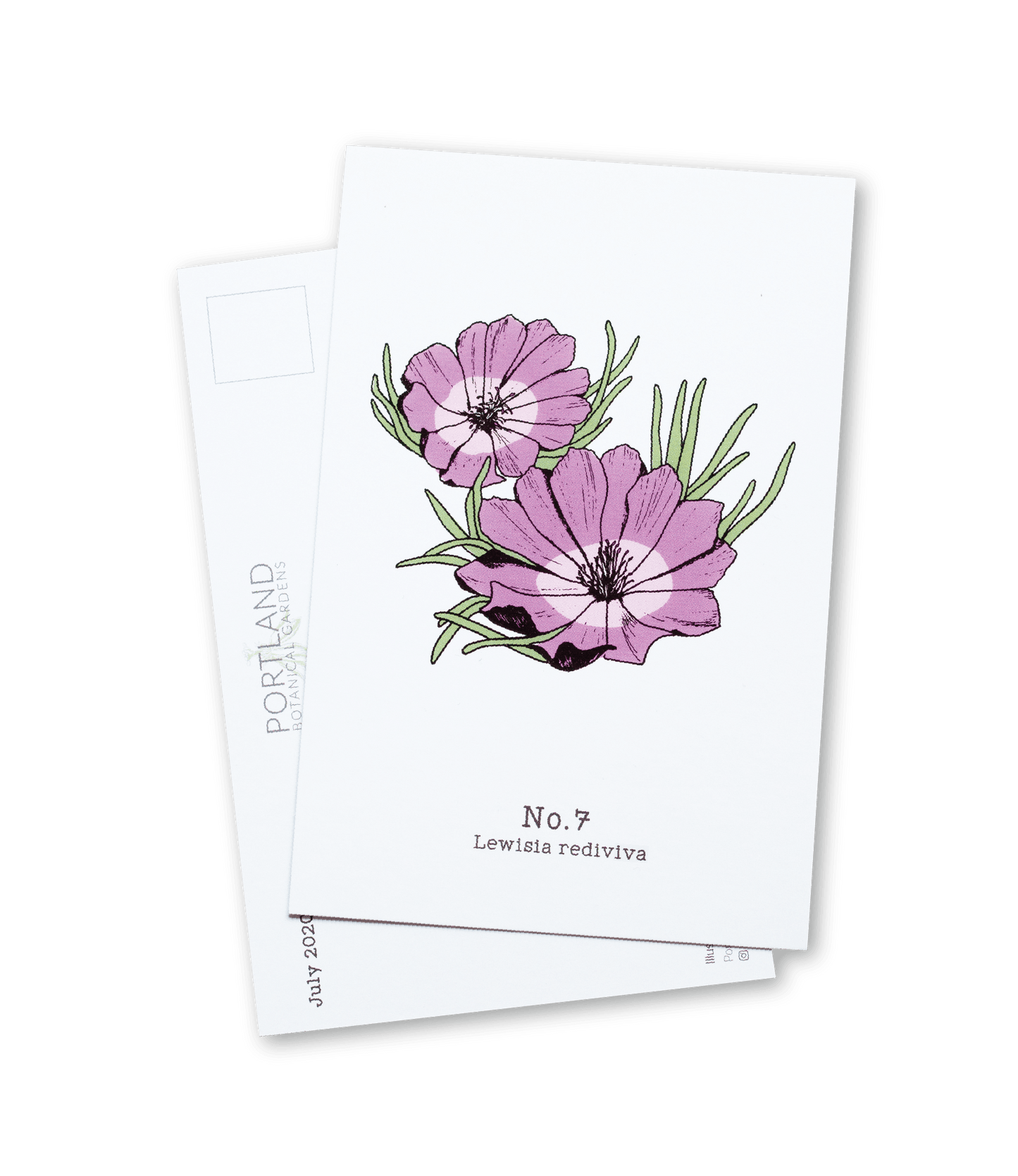 No. 7 - Lewisia rediviva - Postcard Set of 10