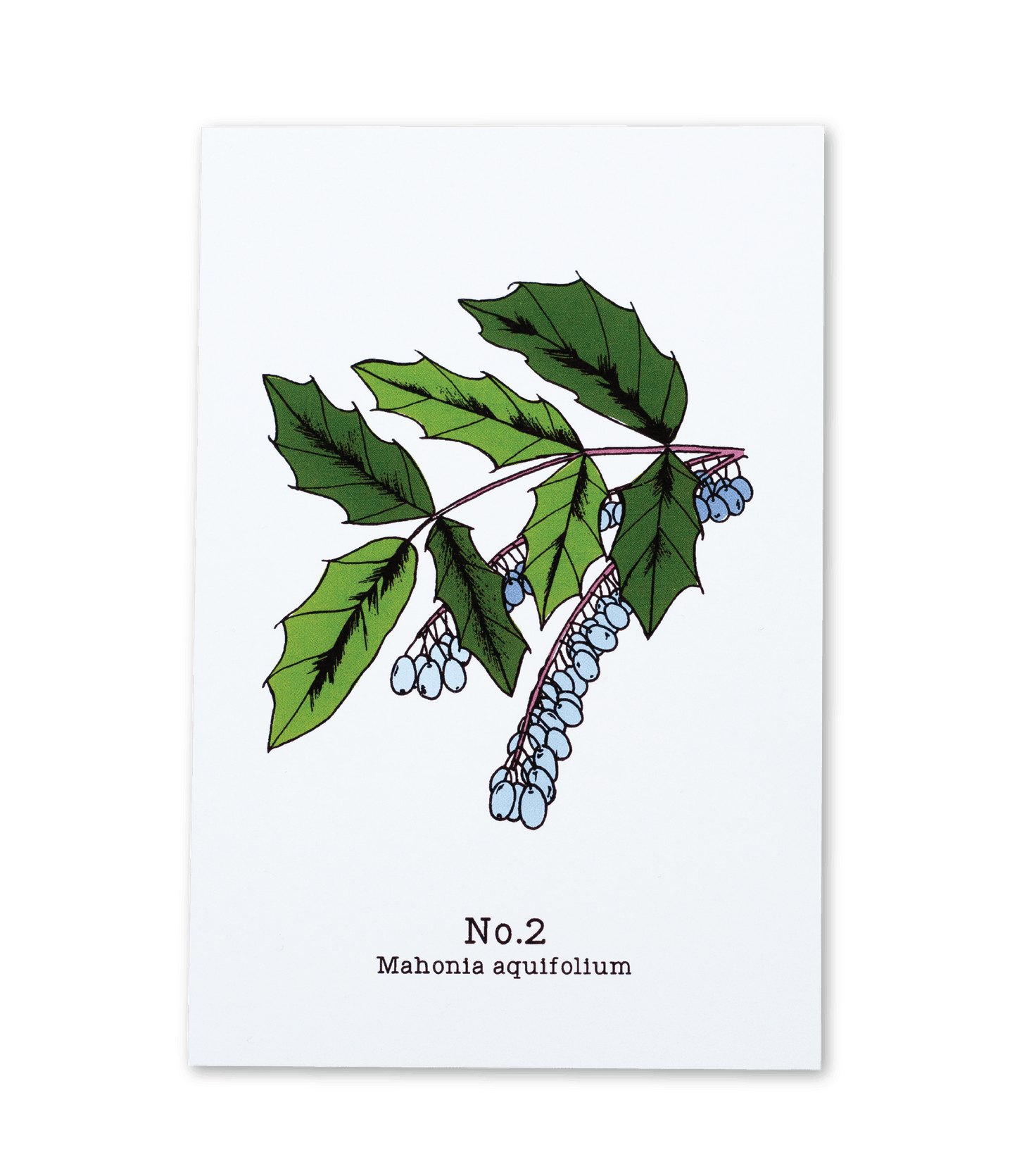 No. 2 - Mahonia aquifolium - Postcard Set of 10