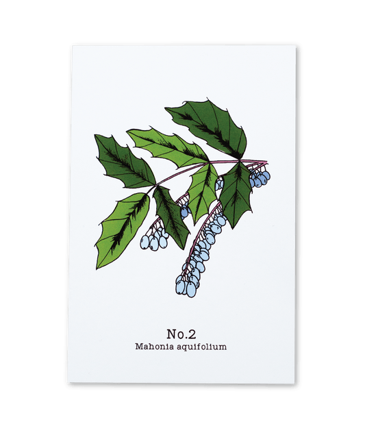 No. 2 - Mahonia aquifolium - Postcard Set of 10