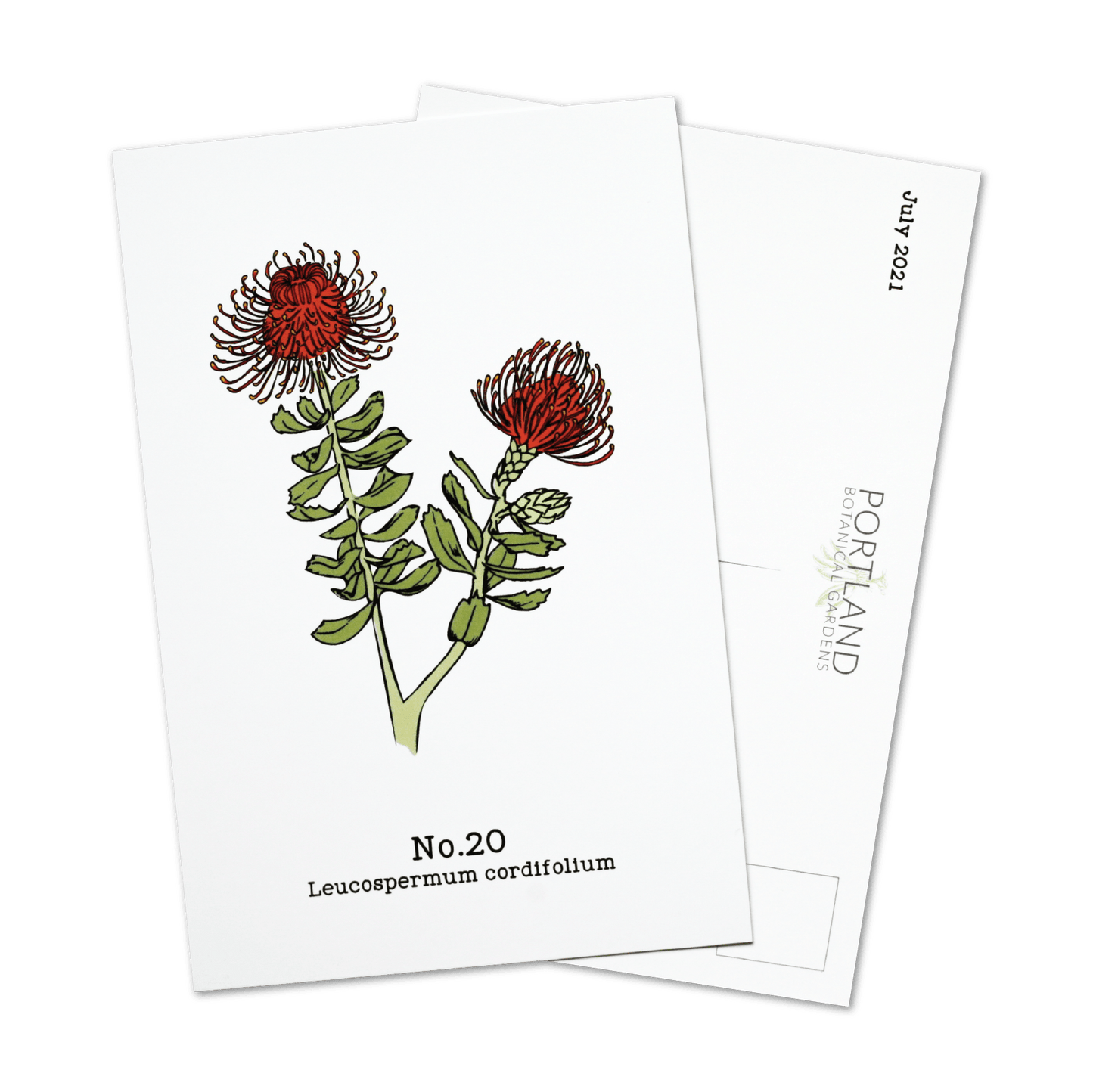 No. 20 - Leucospermum cordifolium - Postcard Set of 10