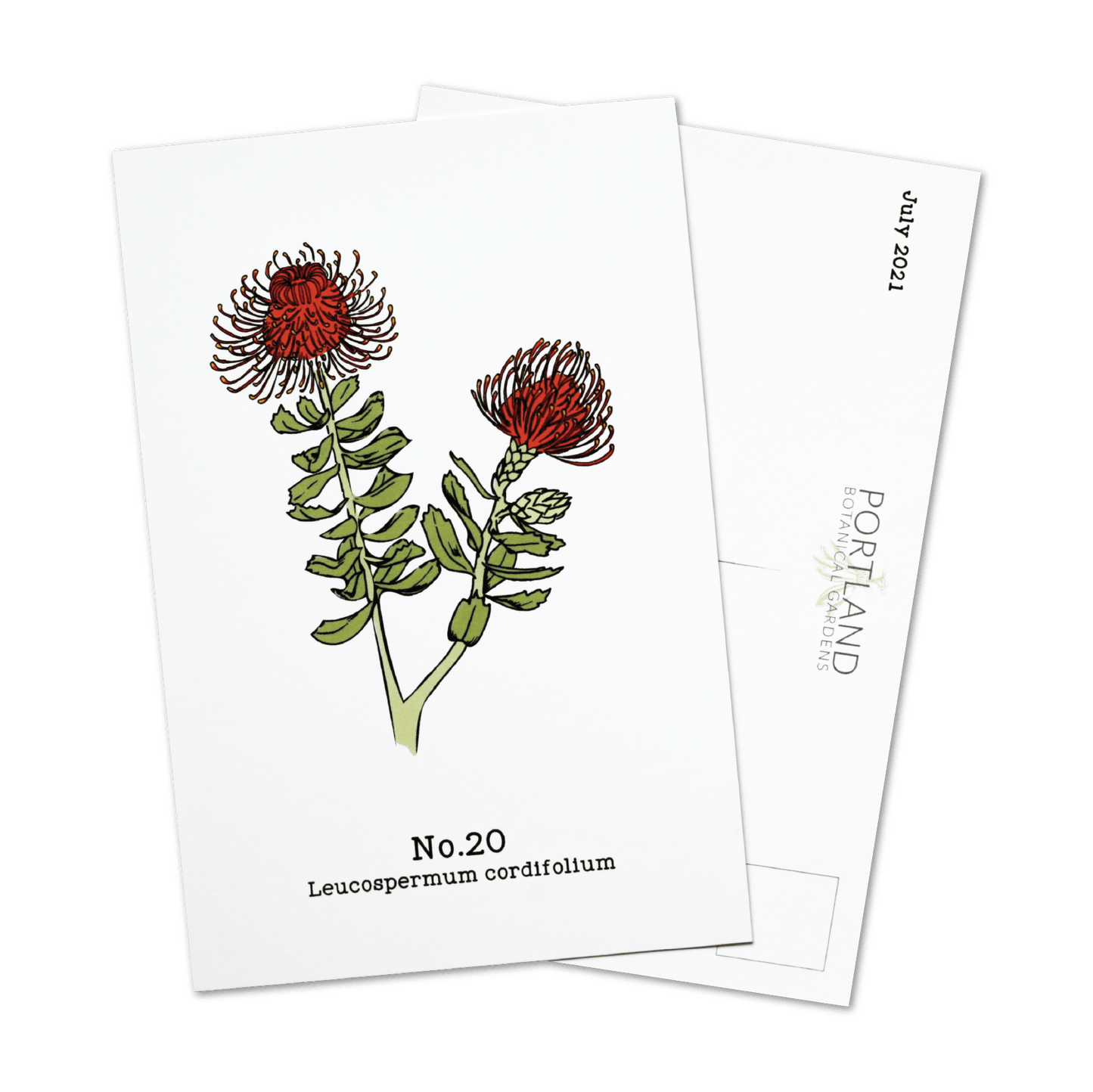 Flora of the Western Cape - 2021 Complete Postcard Set