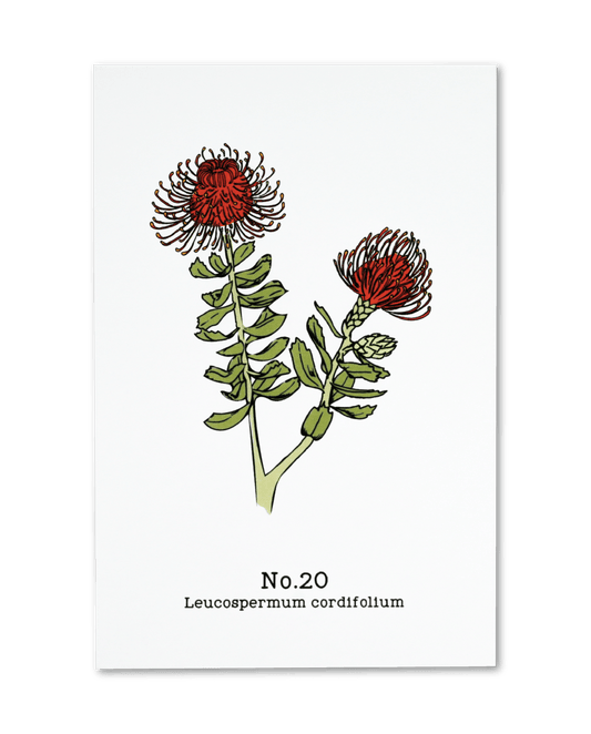 No. 20 - Leucospermum cordifolium - Postcard Set of 10