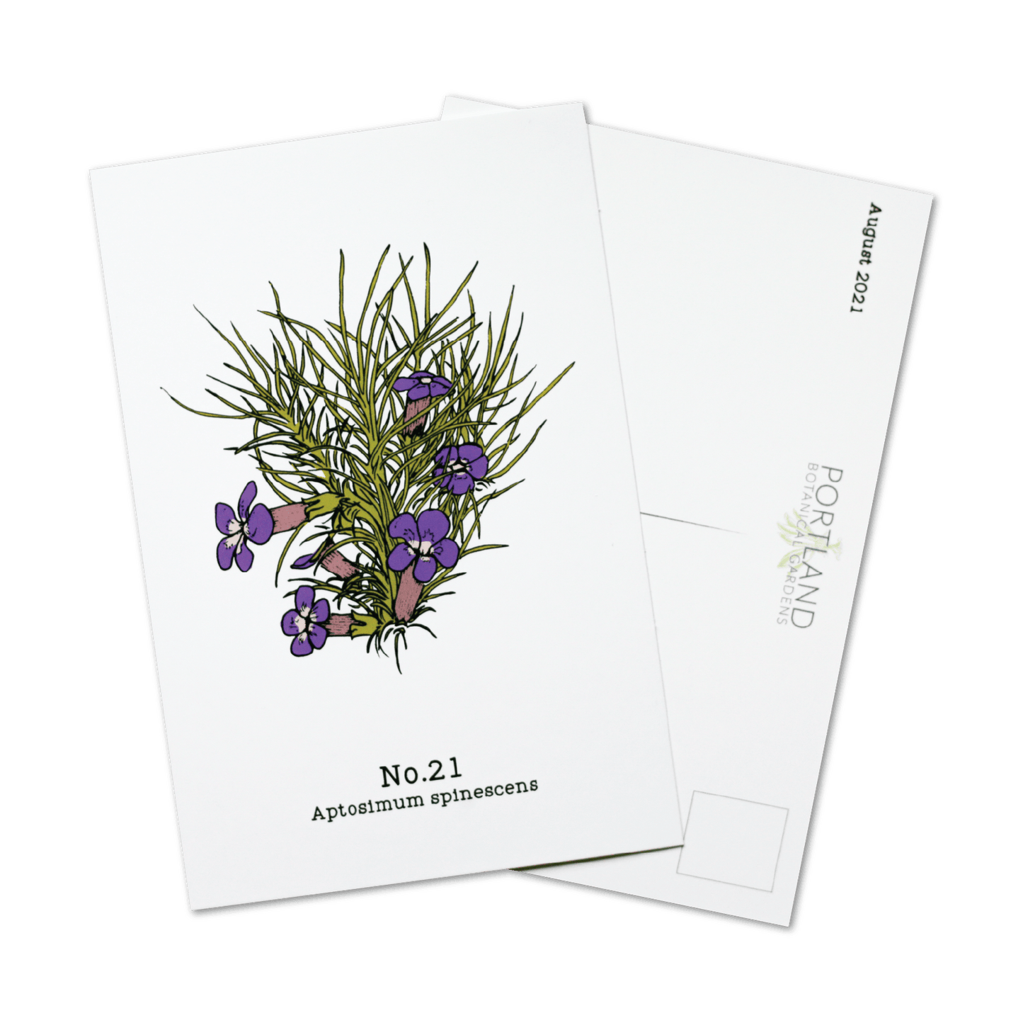 No. 21 - Aptosimum spinescens - Postcard Set of 10