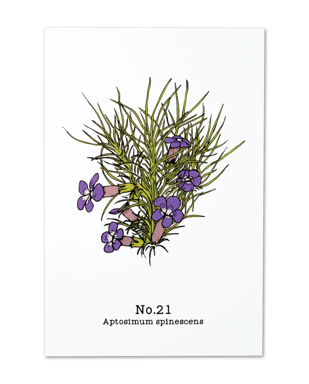 No. 21 - Aptosimum spinescens - Postcard Set of 10