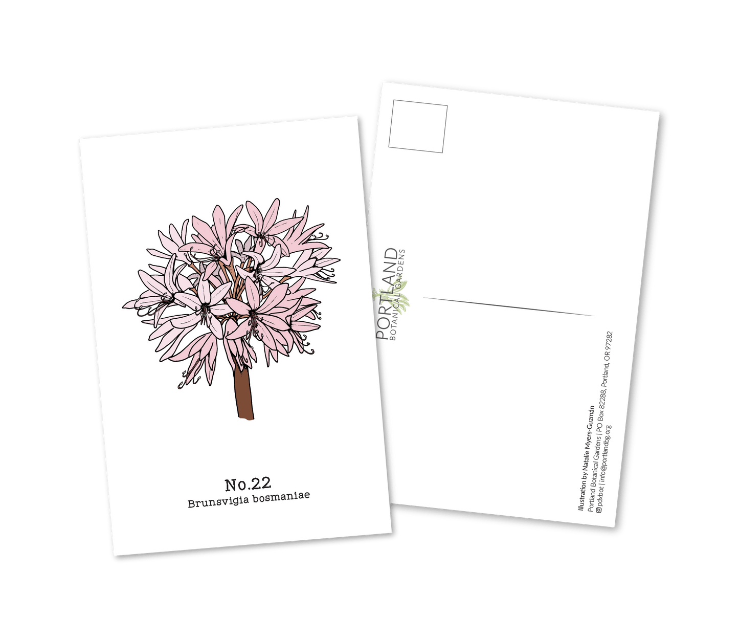 No. 22 - Brunsvigia bosmaniae - Postcard Set of 10