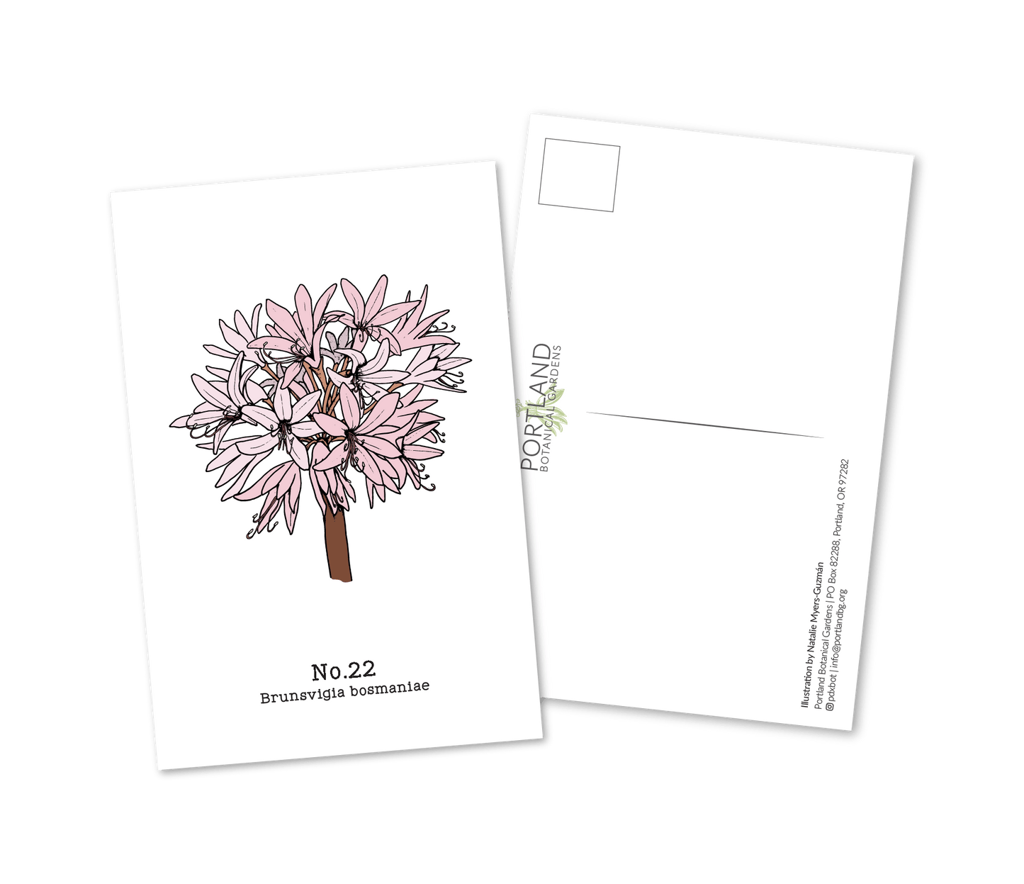 Flora of the Western Cape - 2021 Complete Postcard Set